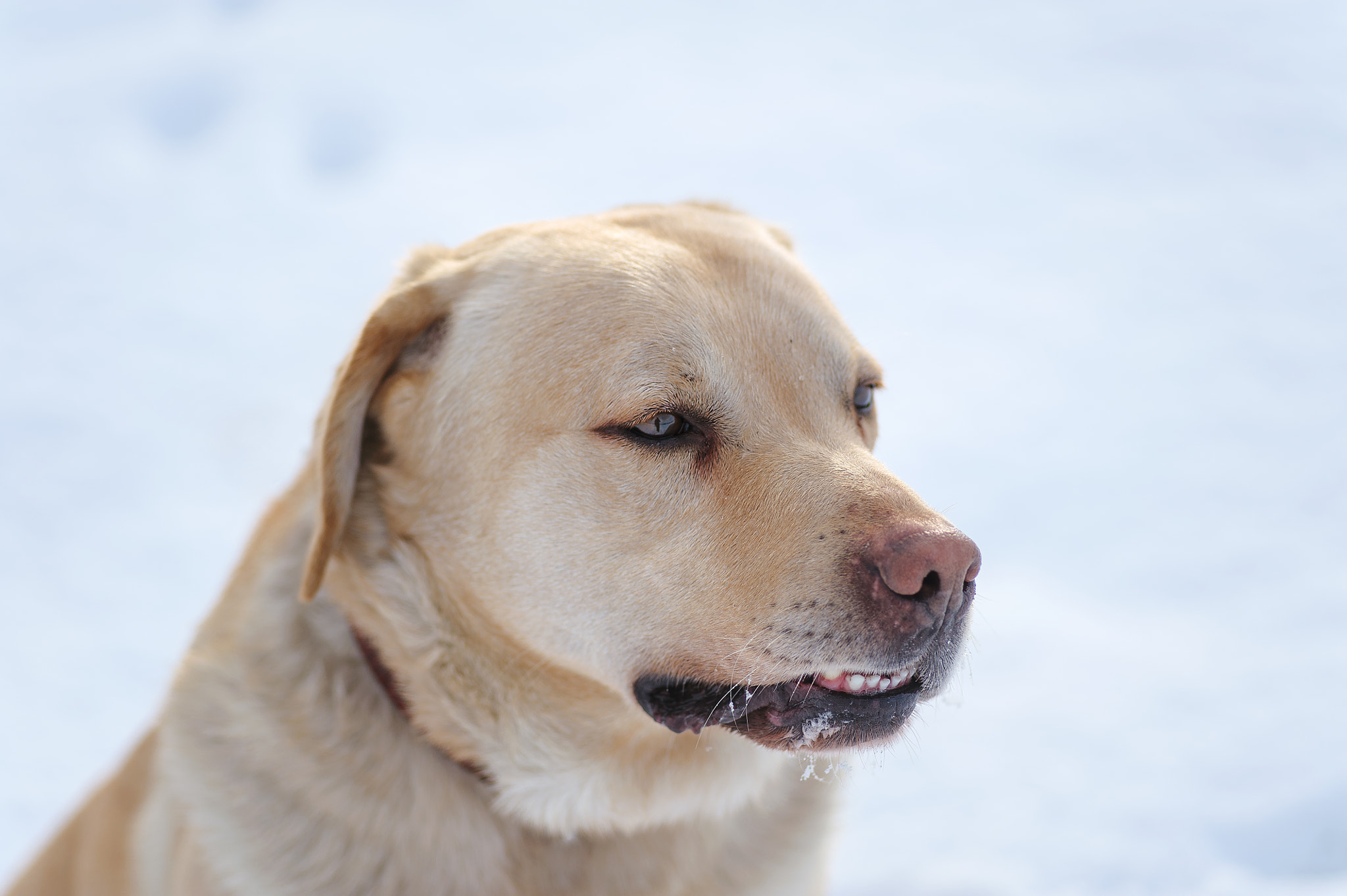 Tokina AT-X Pro 100mm F2.8 Macro sample photo. Edit photography