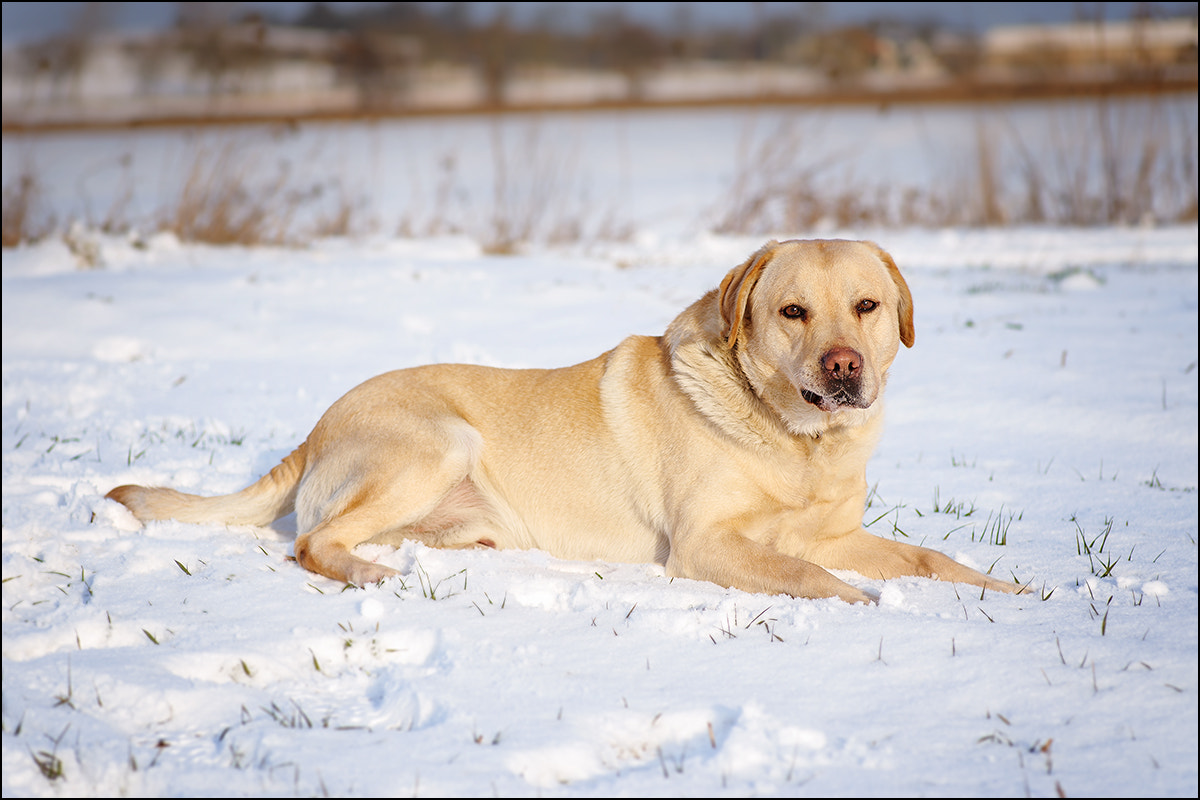 Nikon D700 + Tokina AT-X Pro 100mm F2.8 Macro sample photo. Fado photography