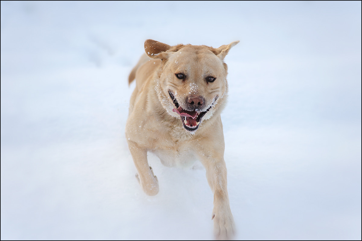 Tokina AT-X Pro 100mm F2.8 Macro sample photo. Fado photography