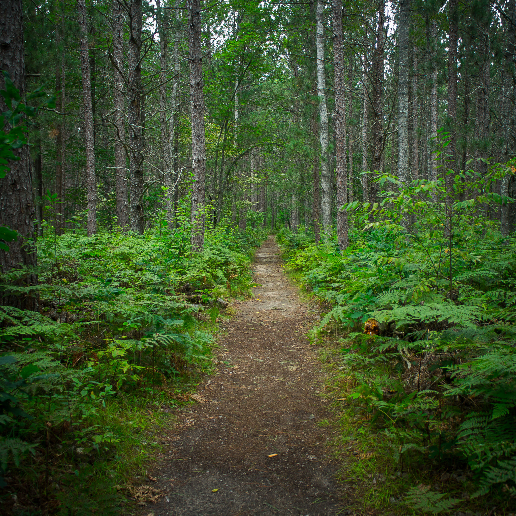 Sony Alpha NEX-C3 + Sony E 18-55mm F3.5-5.6 OSS sample photo. Northern michigan photography
