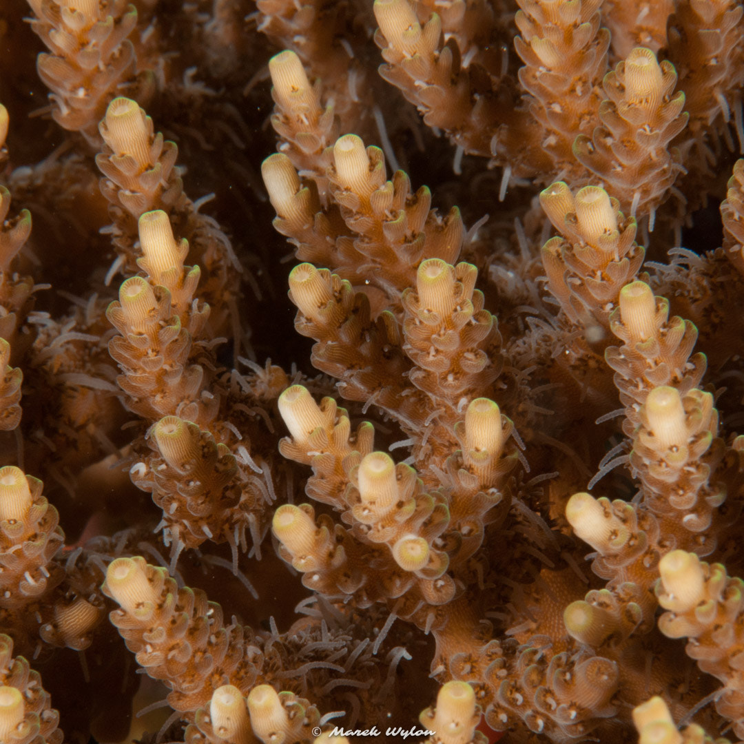 Nikon AF-S Micro-Nikkor 105mm F2.8G IF-ED VR sample photo. Hard coral | maldives | 2009.01.22 photography