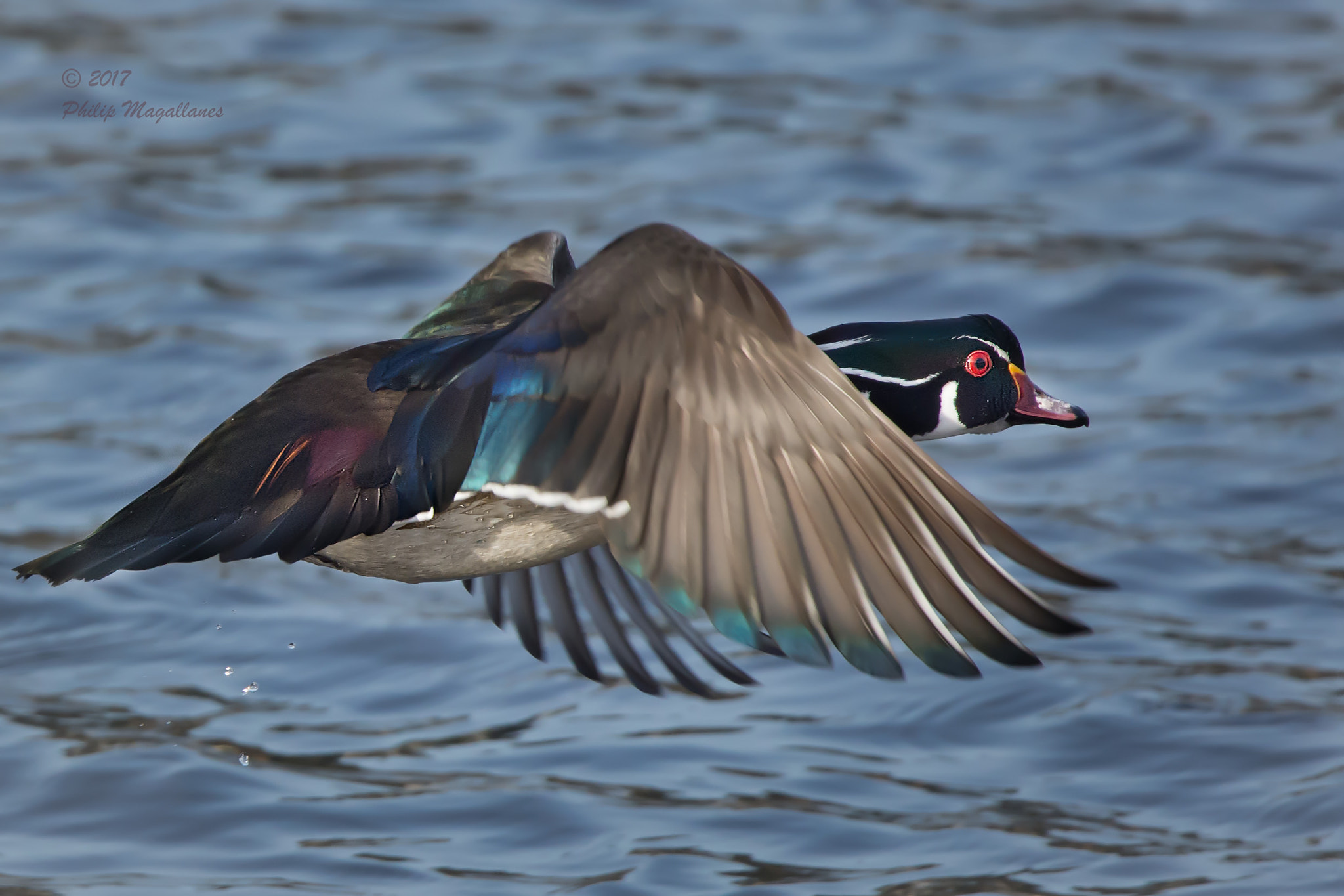 Nikon Nikkor AF-S 300mm F4E PF ED VR sample photo. Wood duck in flight wings down photography
