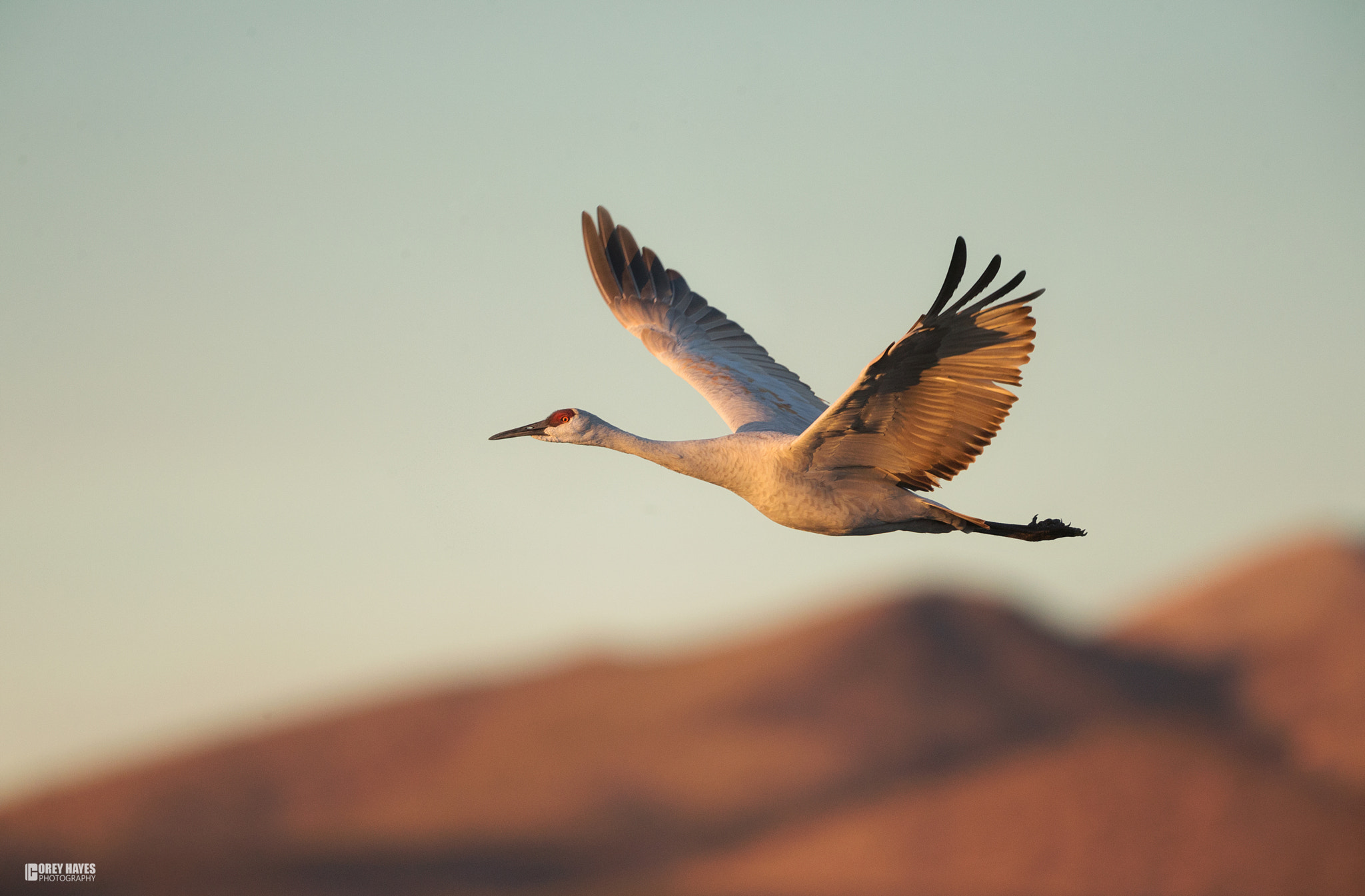 Canon EF 500mm F4L IS USM sample photo. Sandhill crane photography