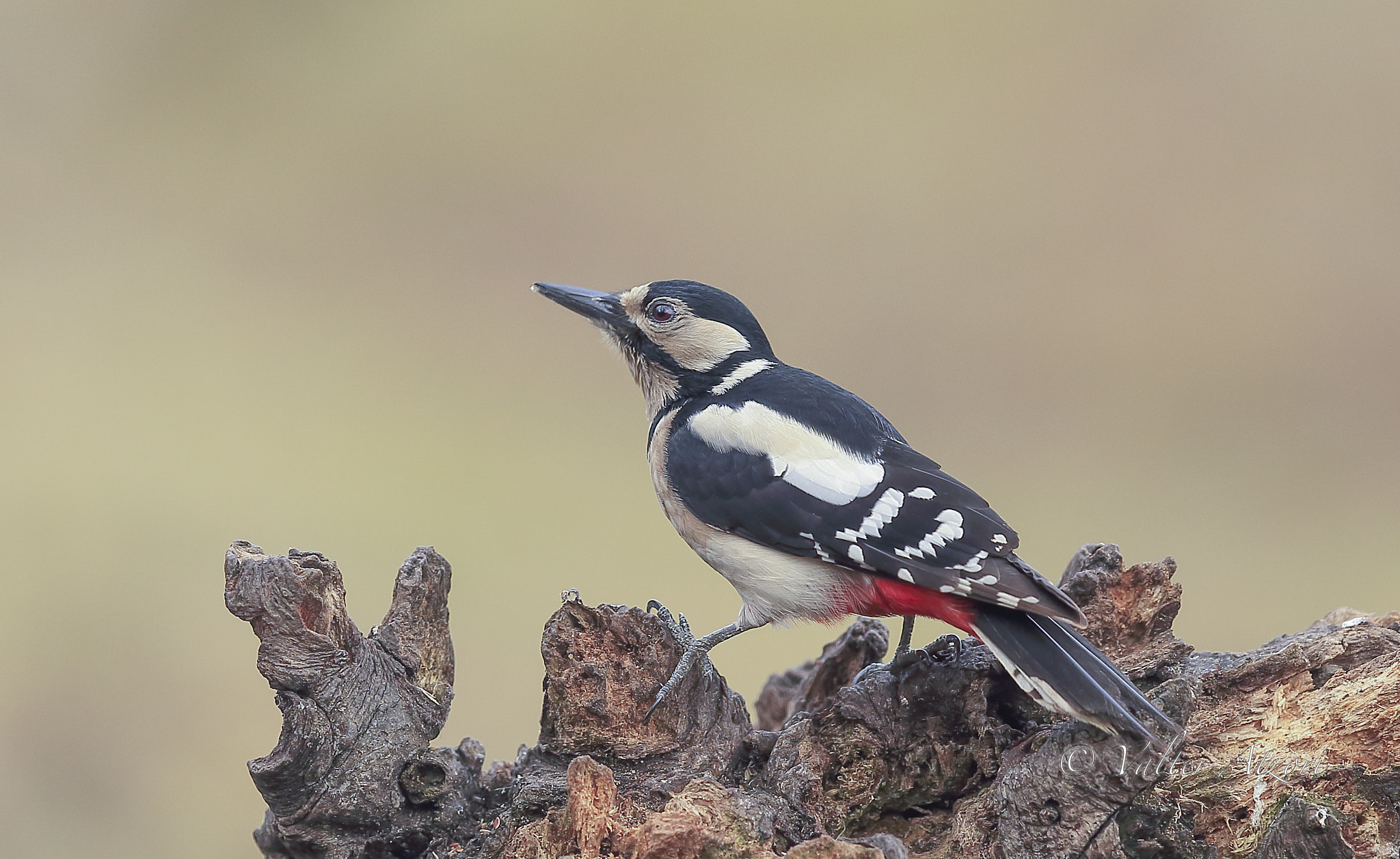 Canon EF 400mm F2.8L IS II USM sample photo. Woodpecker photography