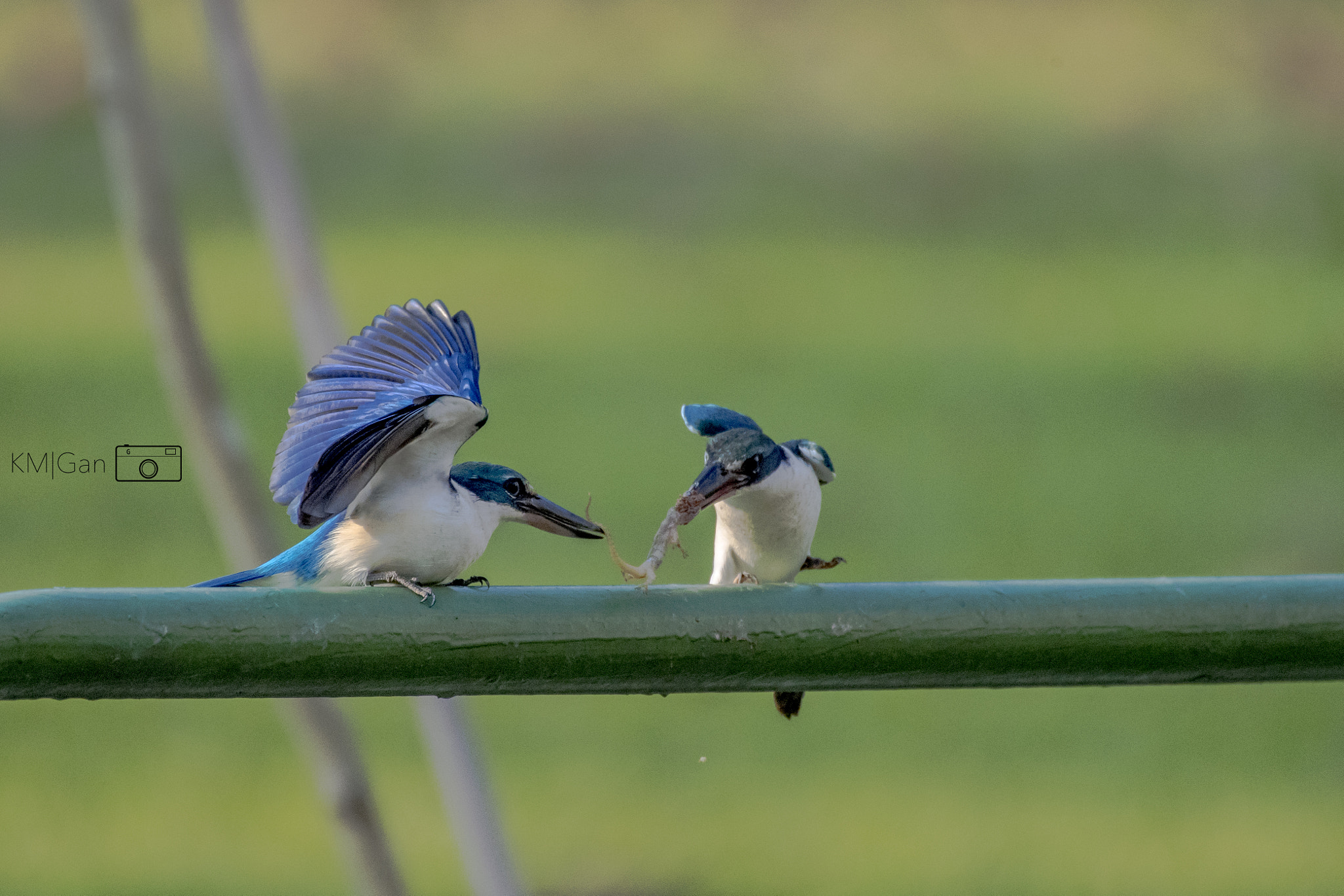 Nikon D5 + Nikon AF-S Nikkor 200-500mm F5.6E ED VR sample photo. Collared kingfisher, offering the catch..... photography