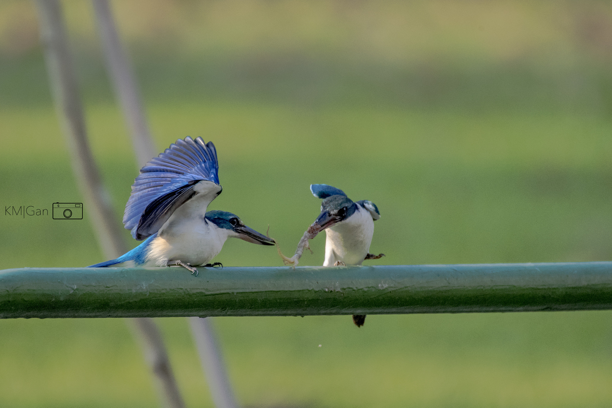 Nikon AF-S Nikkor 200-500mm F5.6E ED VR sample photo. Collared kingfisher, offering the catch..... photography