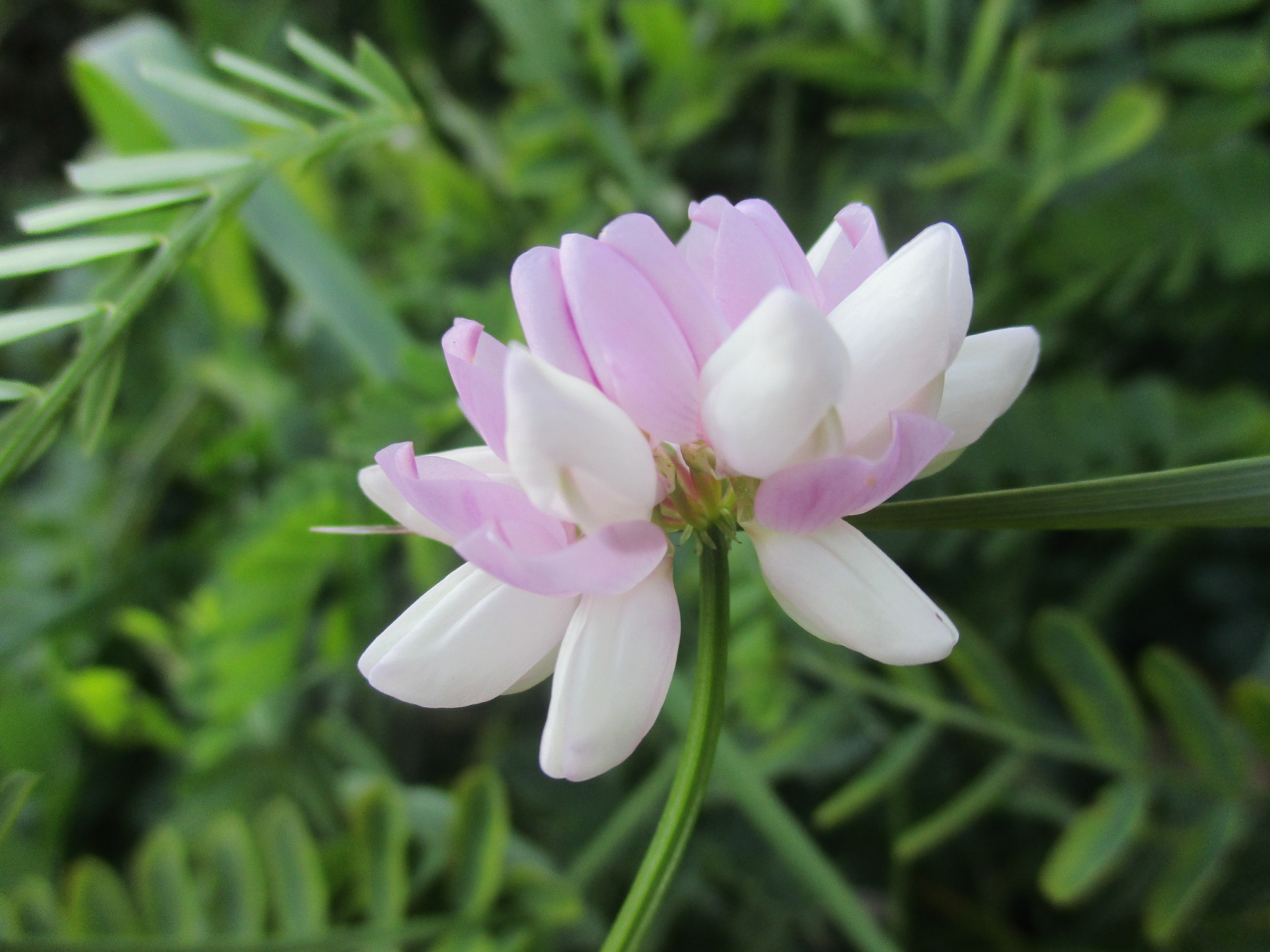 Canon PowerShot ELPH 180 (IXUS 175 / IXY 180) sample photo. Summer days photography
