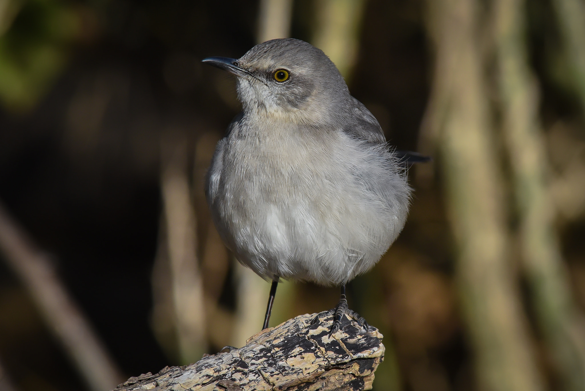 Nikon AF-S Nikkor 300mm F2.8G ED-IF VR sample photo. Northern mockingbird photography