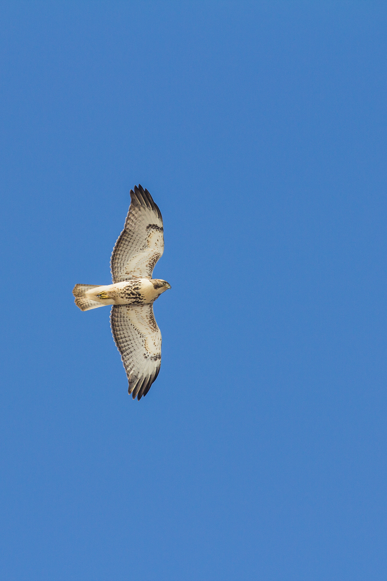 Canon EOS 60D + Canon EF 70-200mm F4L IS USM sample photo. Highline a la mine photography