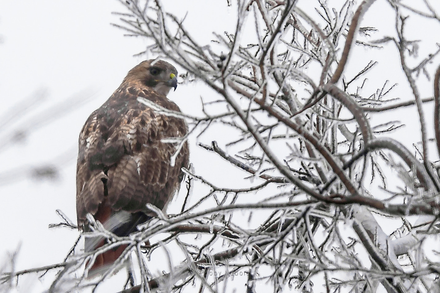 Nikon Nikkor AF-S 300mm F4E PF ED VR sample photo. Red tail on ice photography