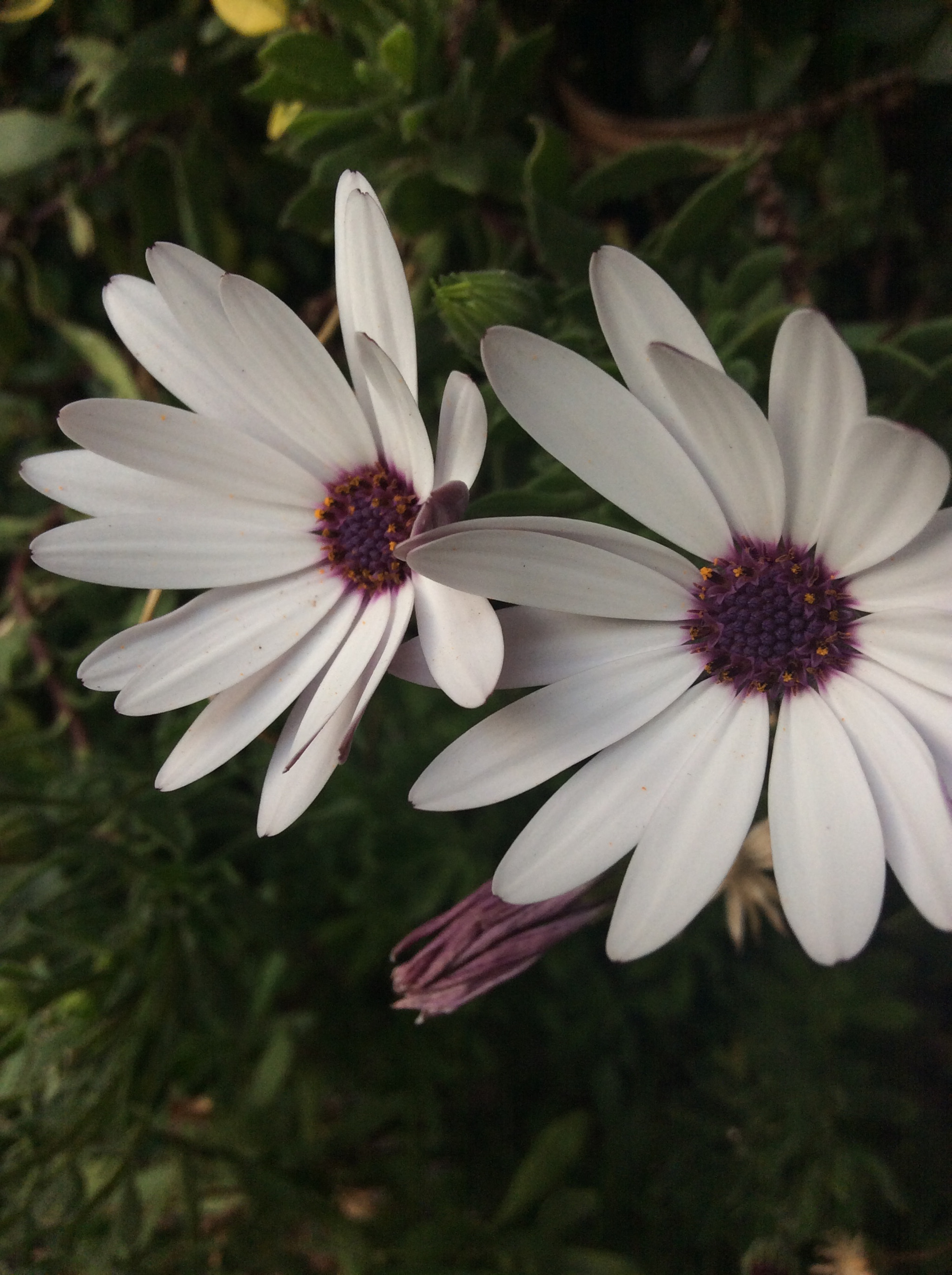 Apple iPad mini 3 sample photo
