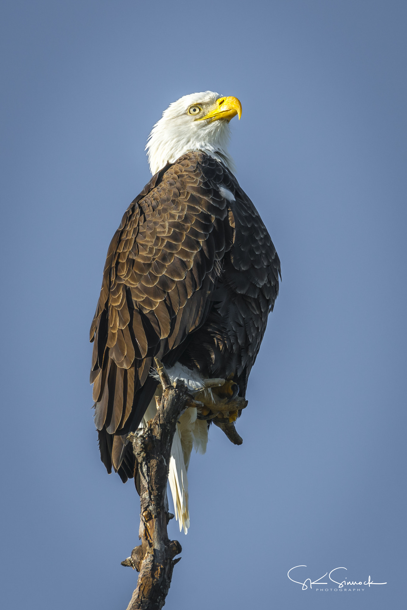 Nikon D800 sample photo. Bald eagle sacramento nwr photography