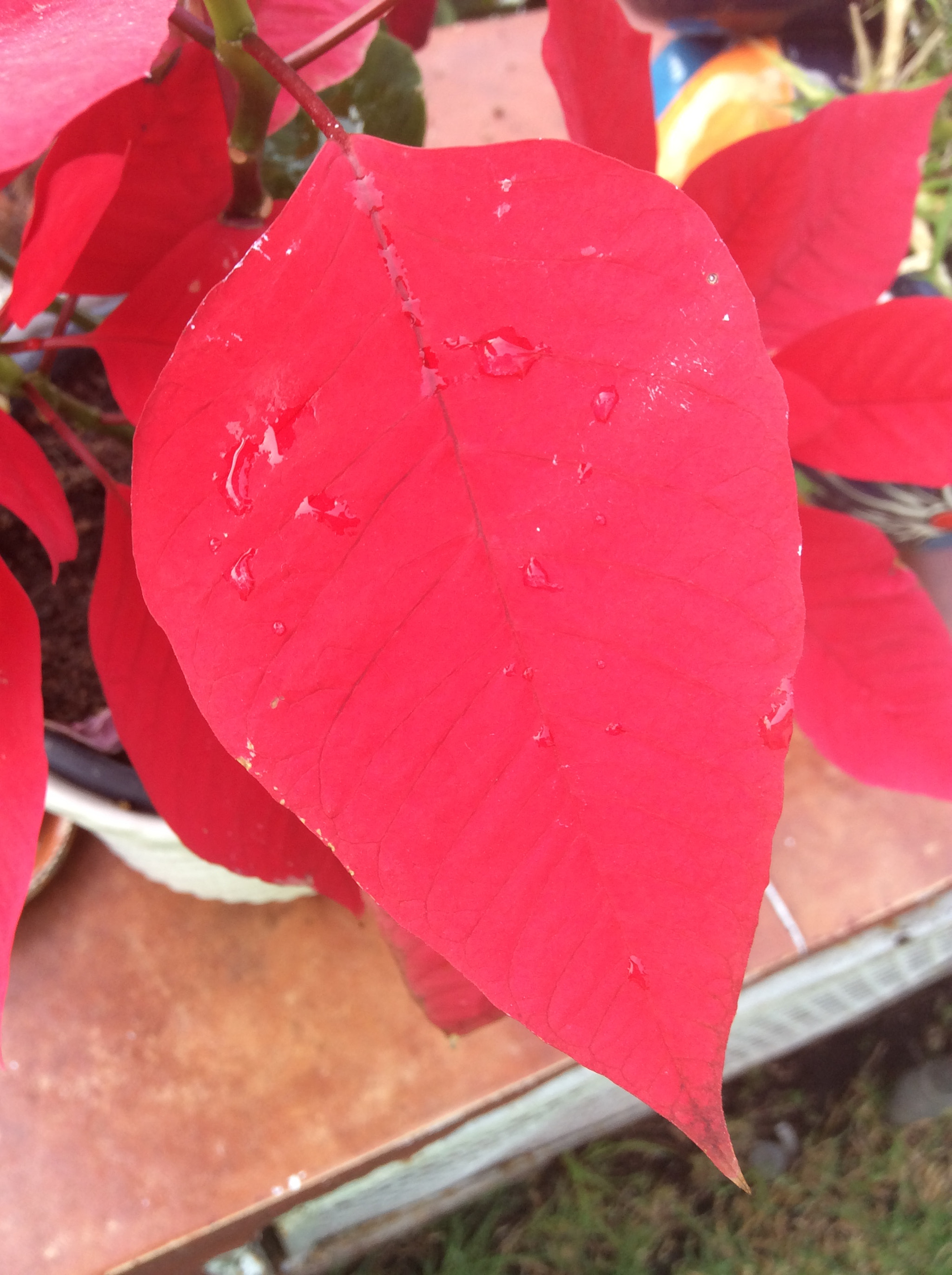 Apple iPad mini 3 sample photo