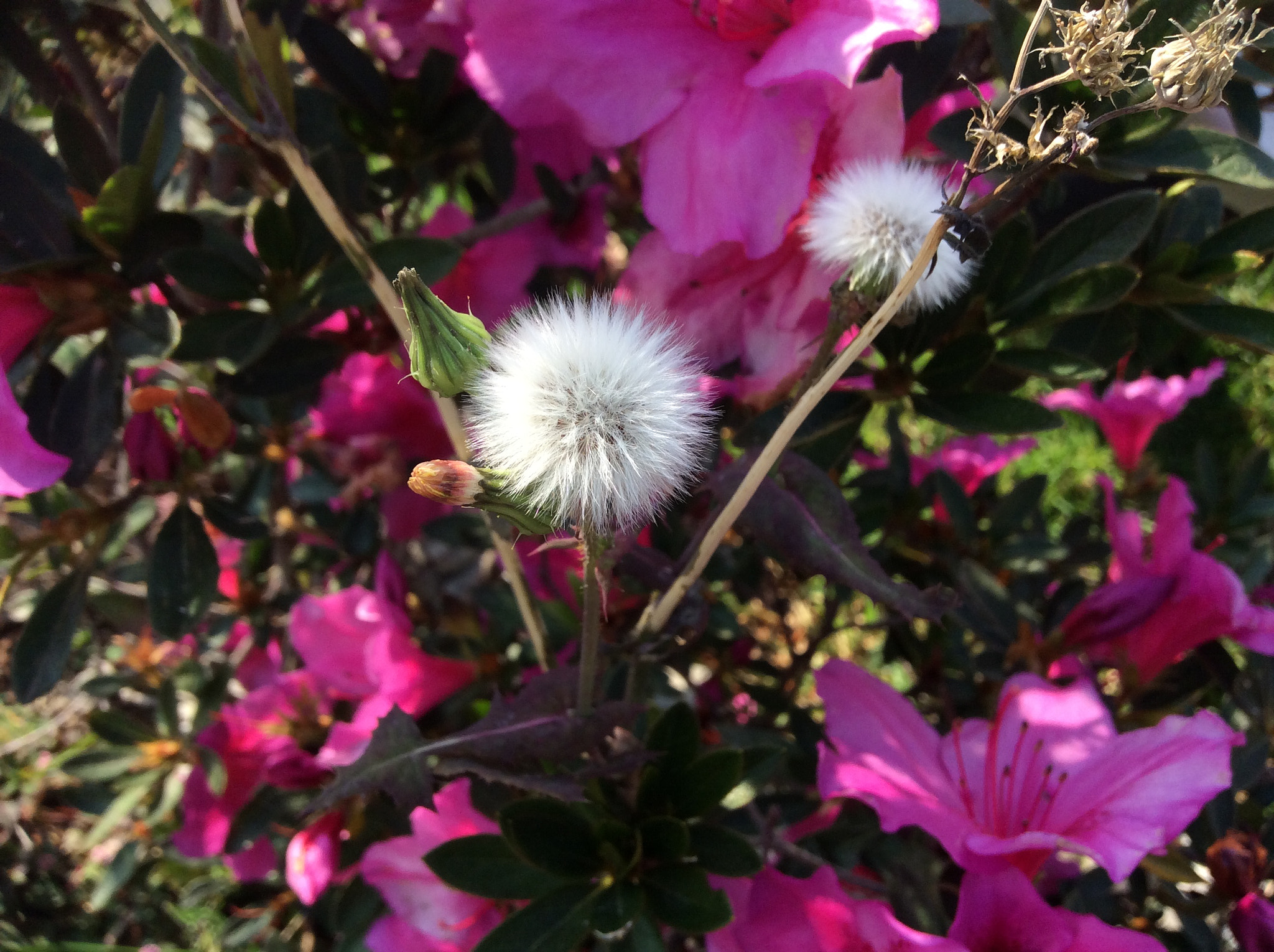 Apple iPad mini 3 sample photo