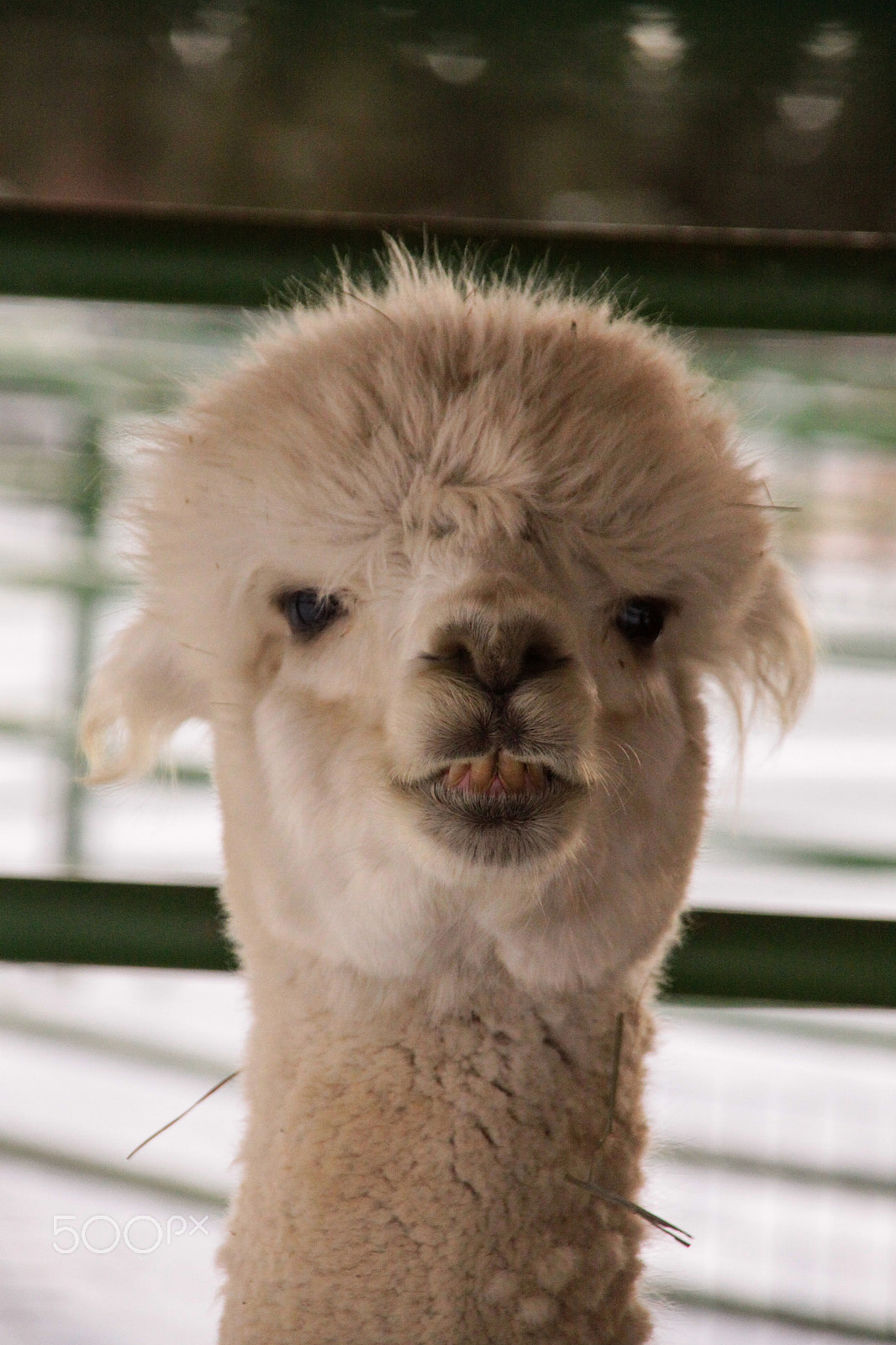 Sigma 18-200mm f/3.5-6.3 DC OS sample photo. Llama photography