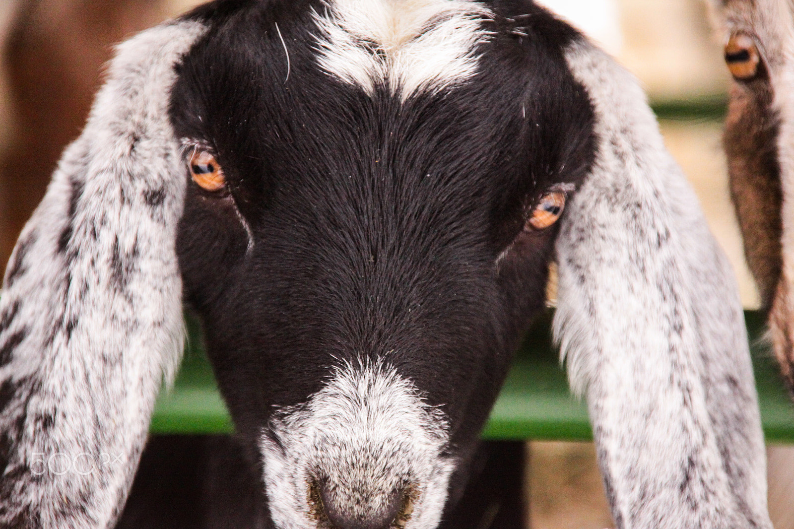 Canon EOS 50D sample photo. Goat - straight face photography