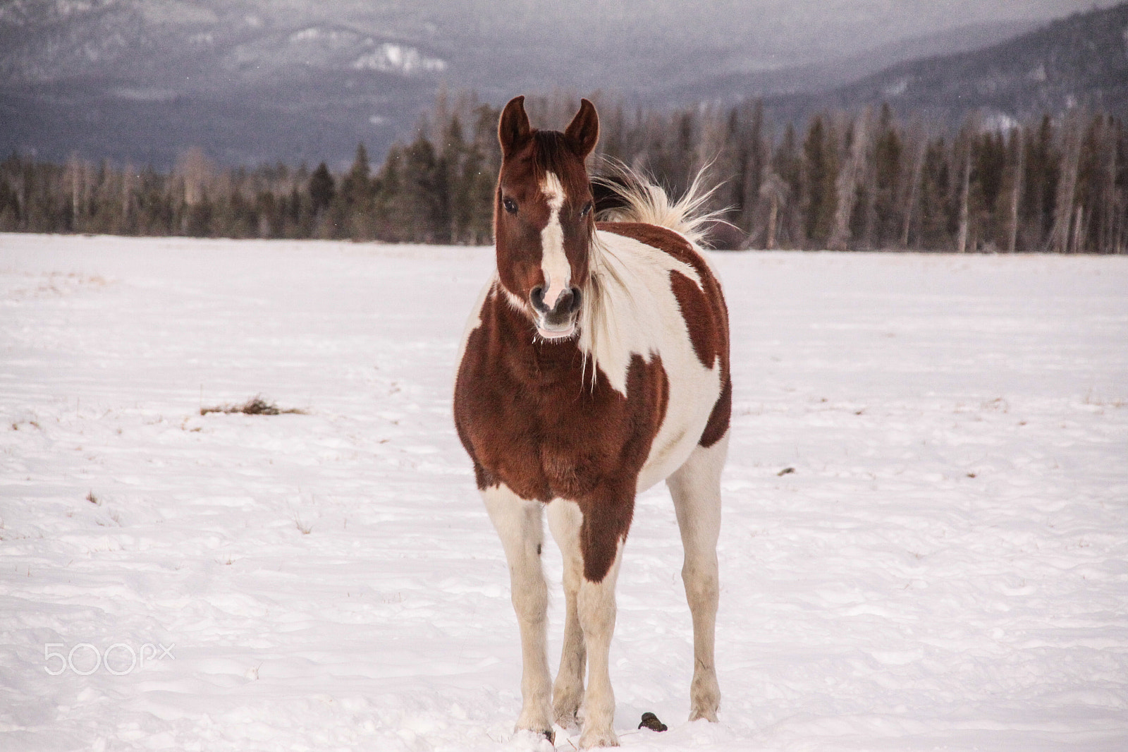 Sigma 18-200mm f/3.5-6.3 DC OS sample photo. Horse photography