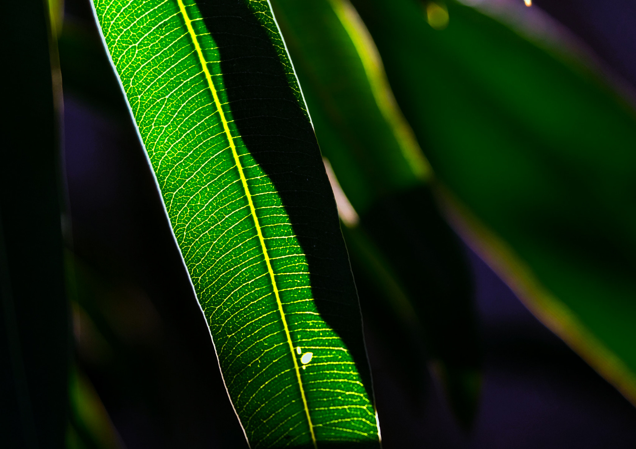 Fujifilm X-Pro2 + Fujifilm XF 50-140mm F2.8 R LM OIS WR sample photo. Closeup of a leaf. love the resolving power of fuji 50-140mm lens photography