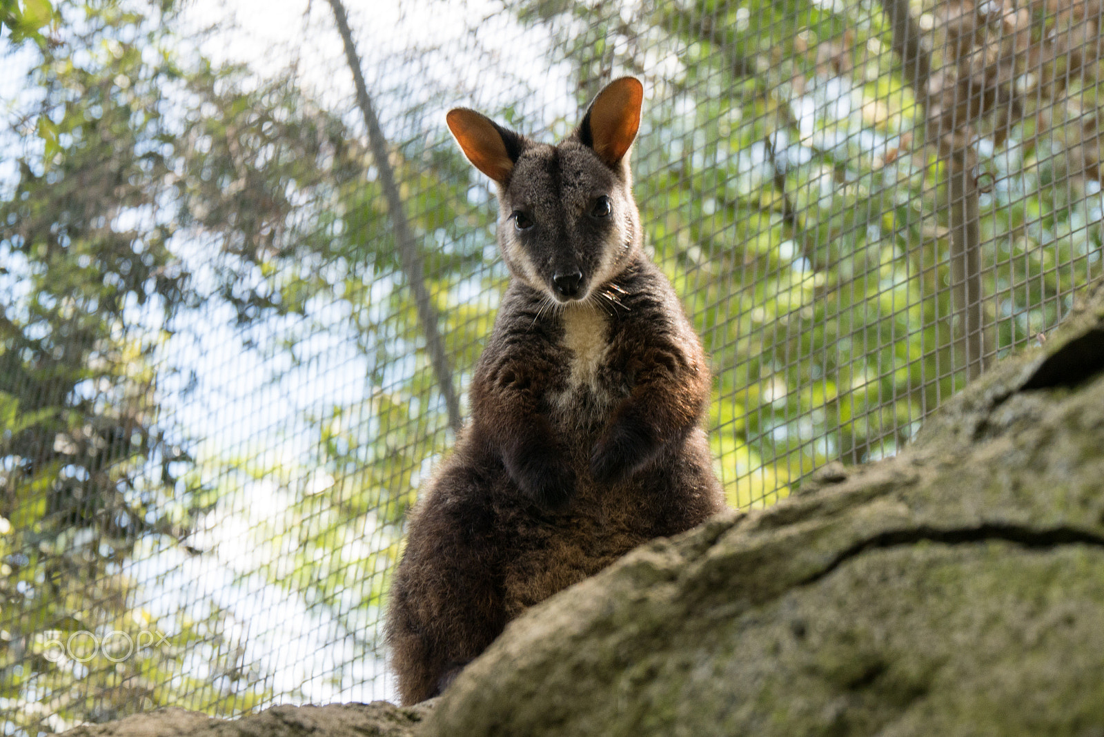 Panasonic Lumix DMC-GX7 sample photo. Wallaby photography