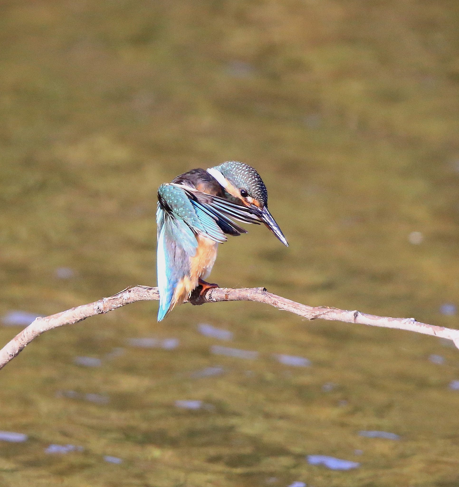 Canon EF 600mm F4L IS II USM sample photo. 823 photography