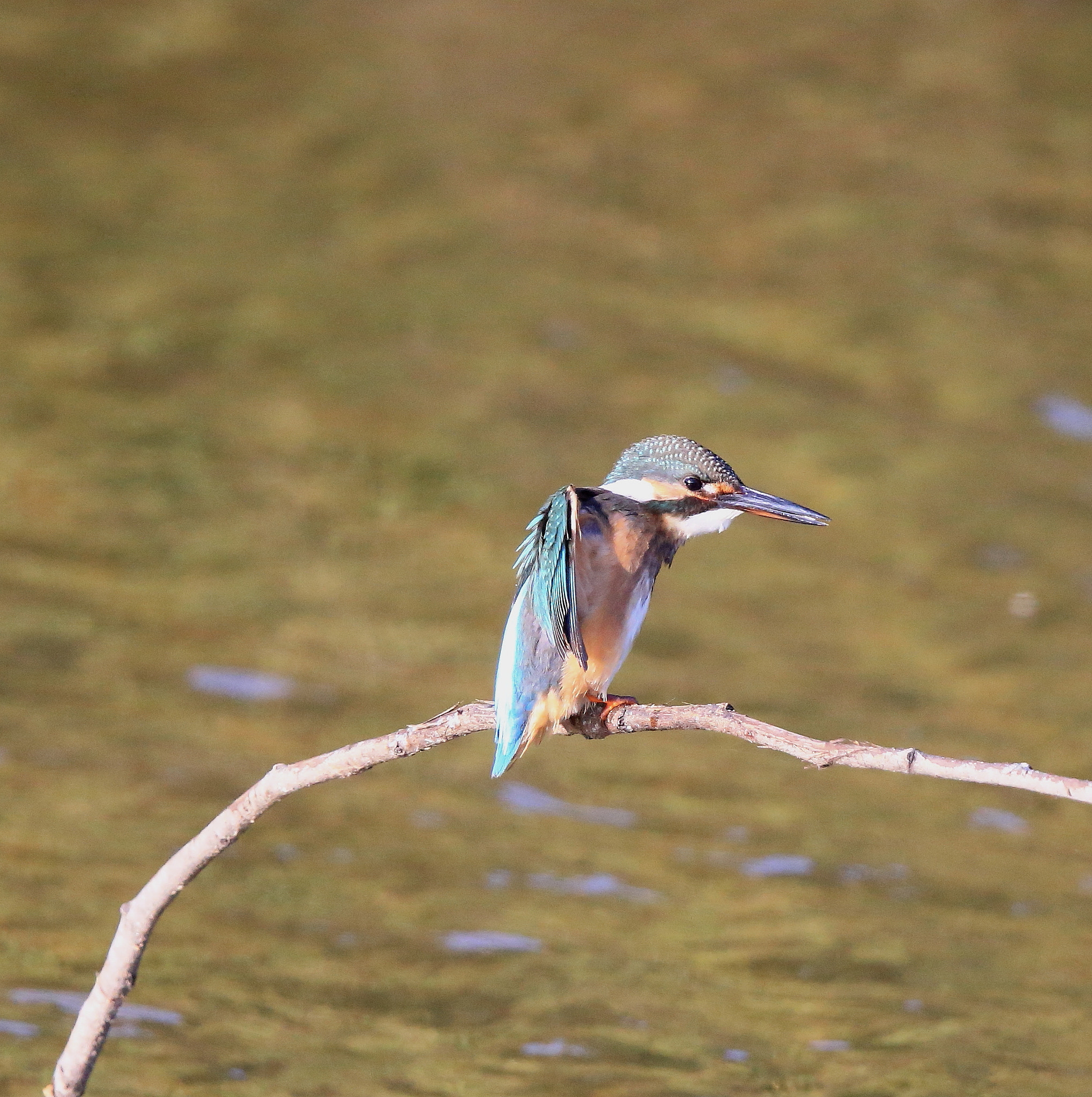 Canon EF 600mm F4L IS II USM sample photo. 824 photography