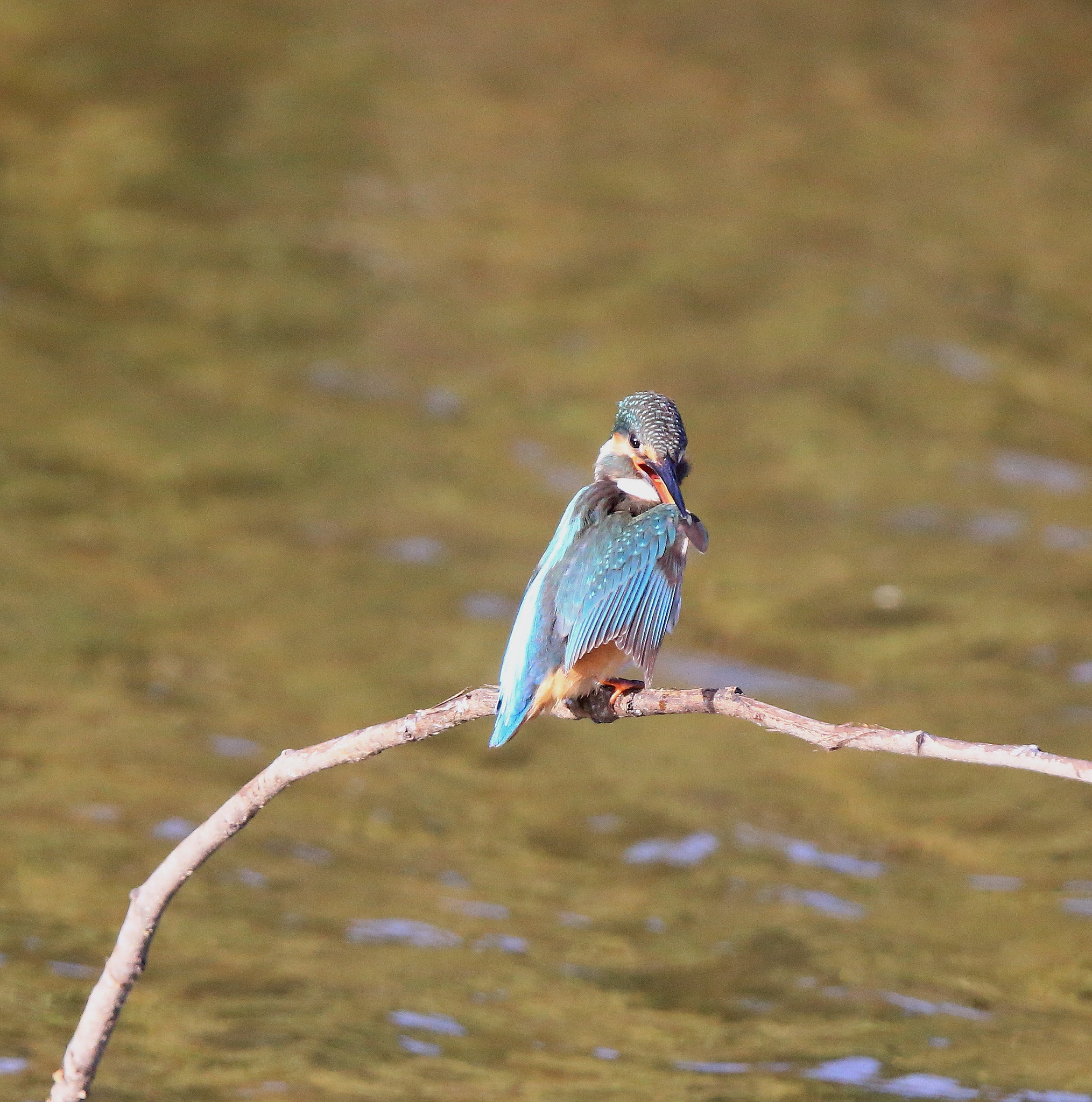 Canon EF 600mm F4L IS II USM sample photo. 825 photography