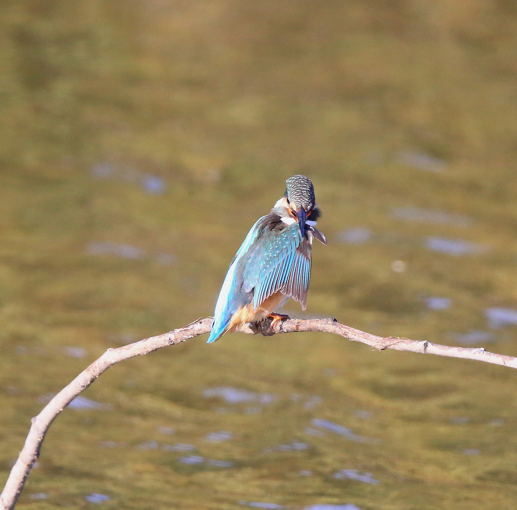 Canon EOS-1D X + Canon EF 600mm F4L IS II USM sample photo. 826 photography