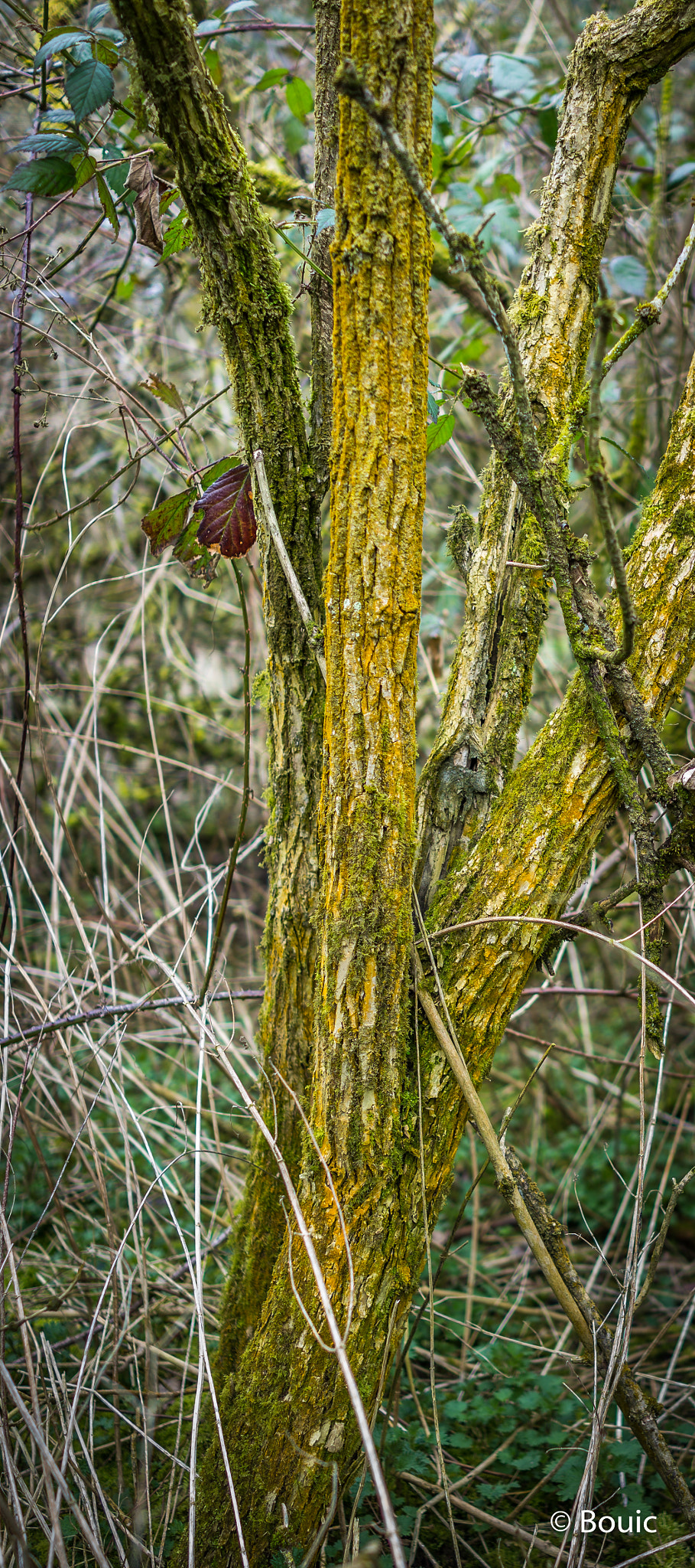 Sony Cyber-shot DSC-RX1R + 35mm F2.0 sample photo. Winter colours photography