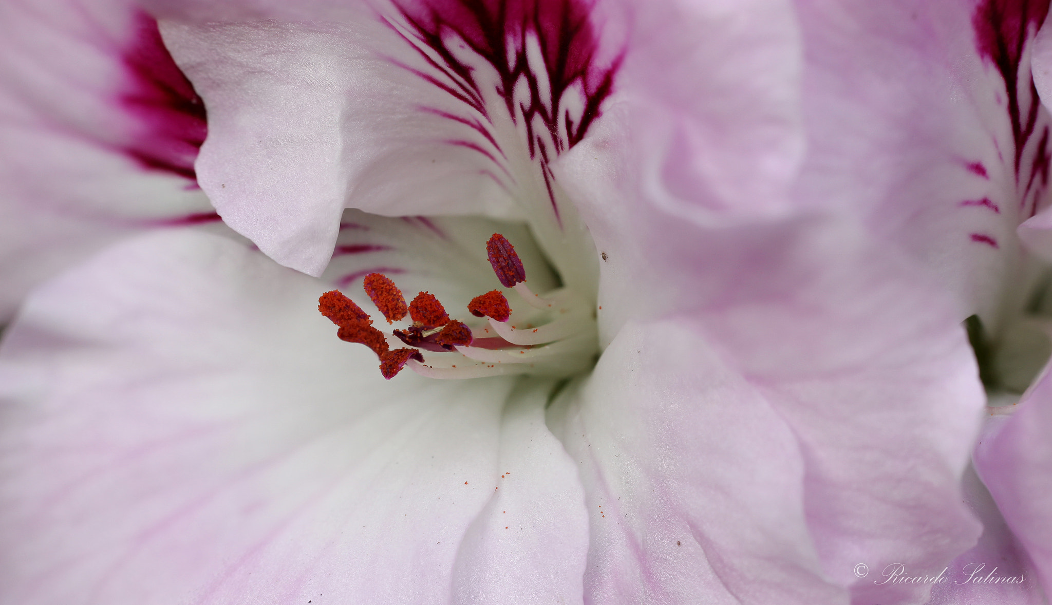Canon EF-S 55-250mm F4-5.6 IS STM sample photo. Sin título photography