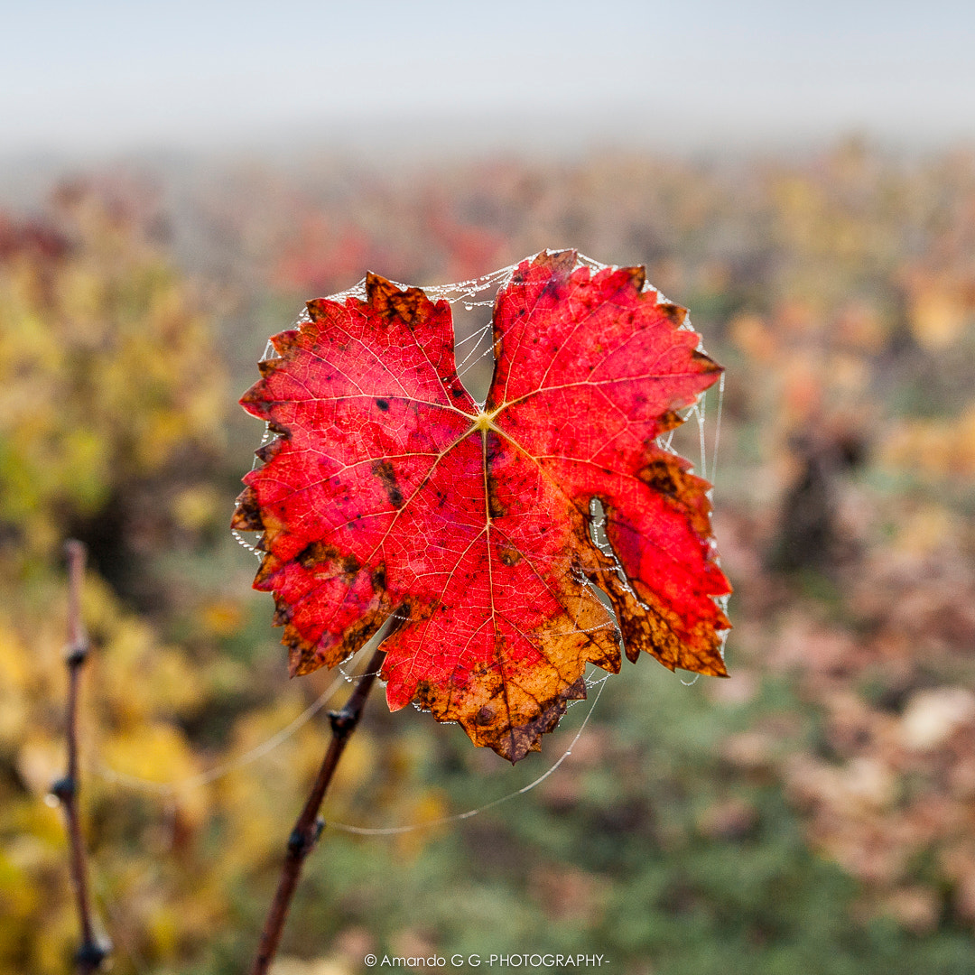 Canon EOS-1Ds Mark II sample photo. My old vineyards.  photography