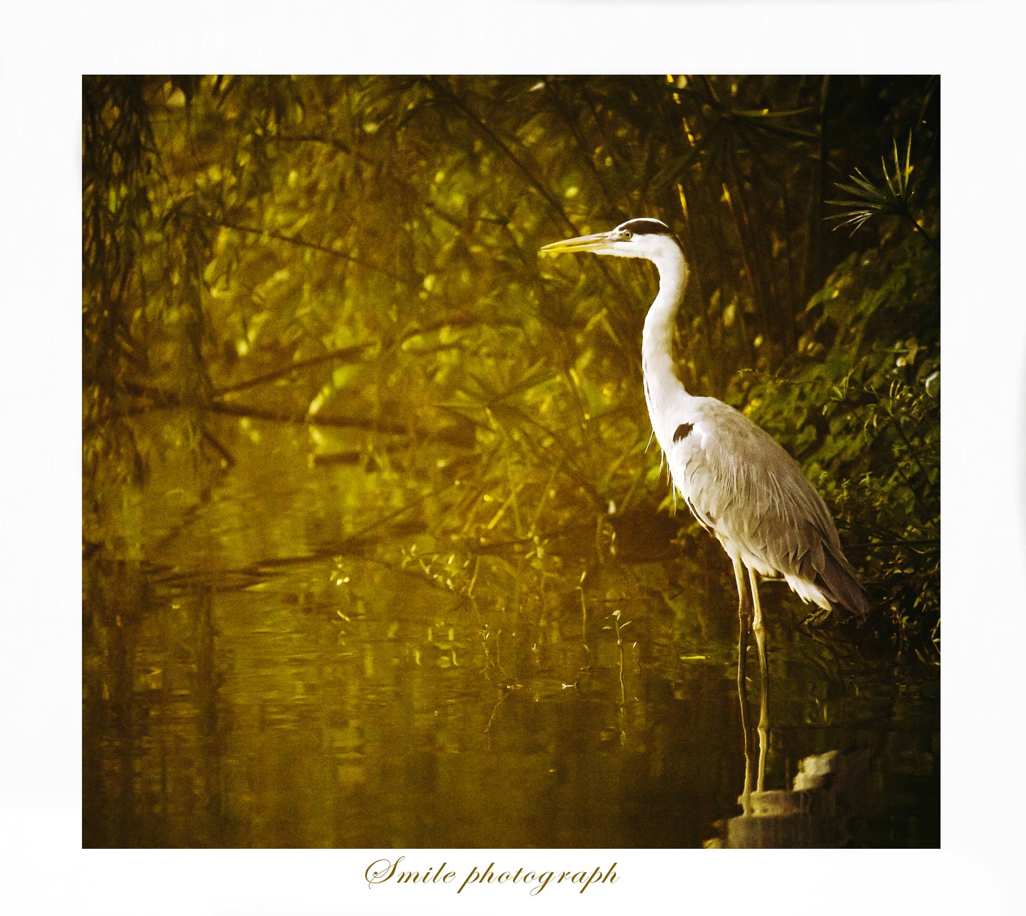 Sigma 150-600mm F5-6.3 DG OS HSM | C sample photo