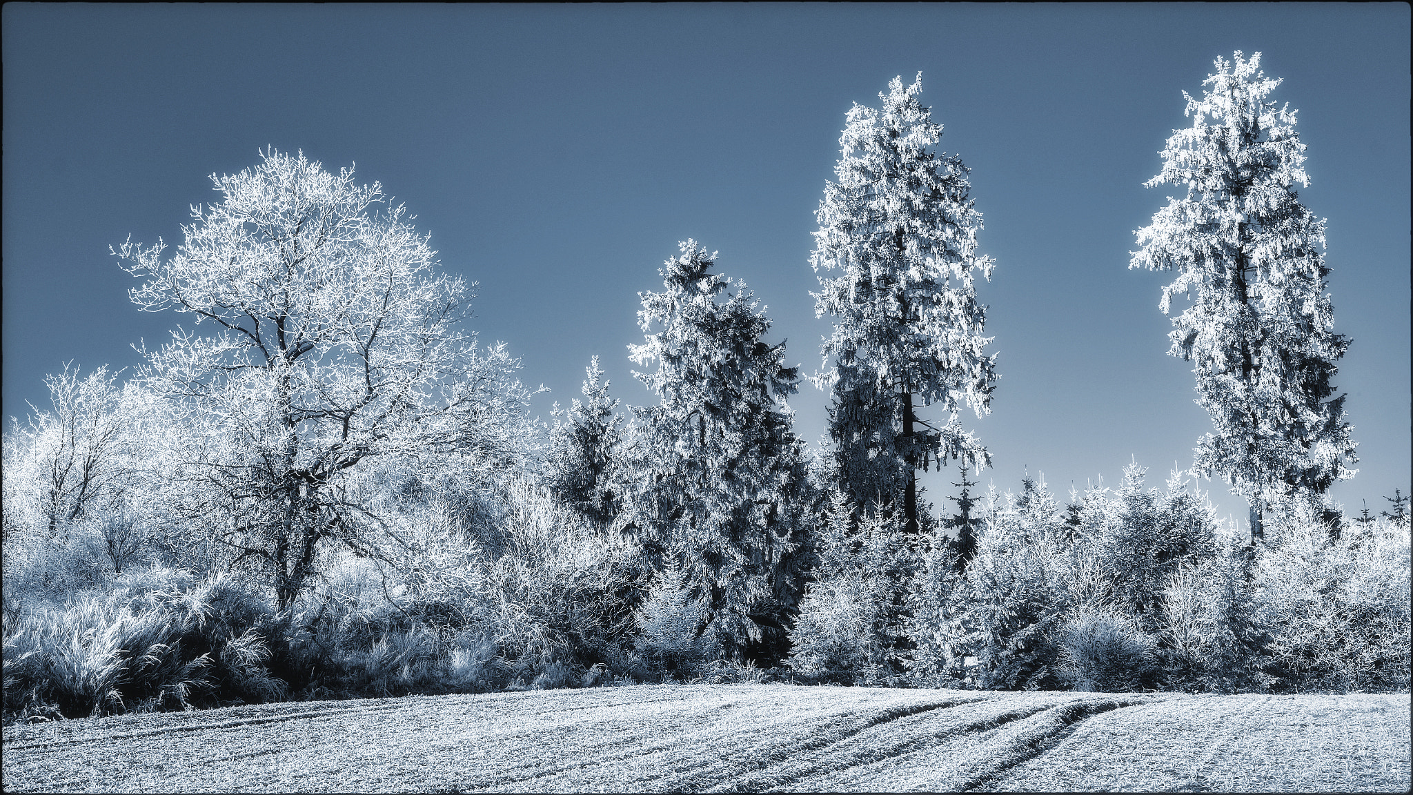 Fujifilm X-T1 + Fujifilm XF 27mm F2.8 sample photo. Frostbitten photography
