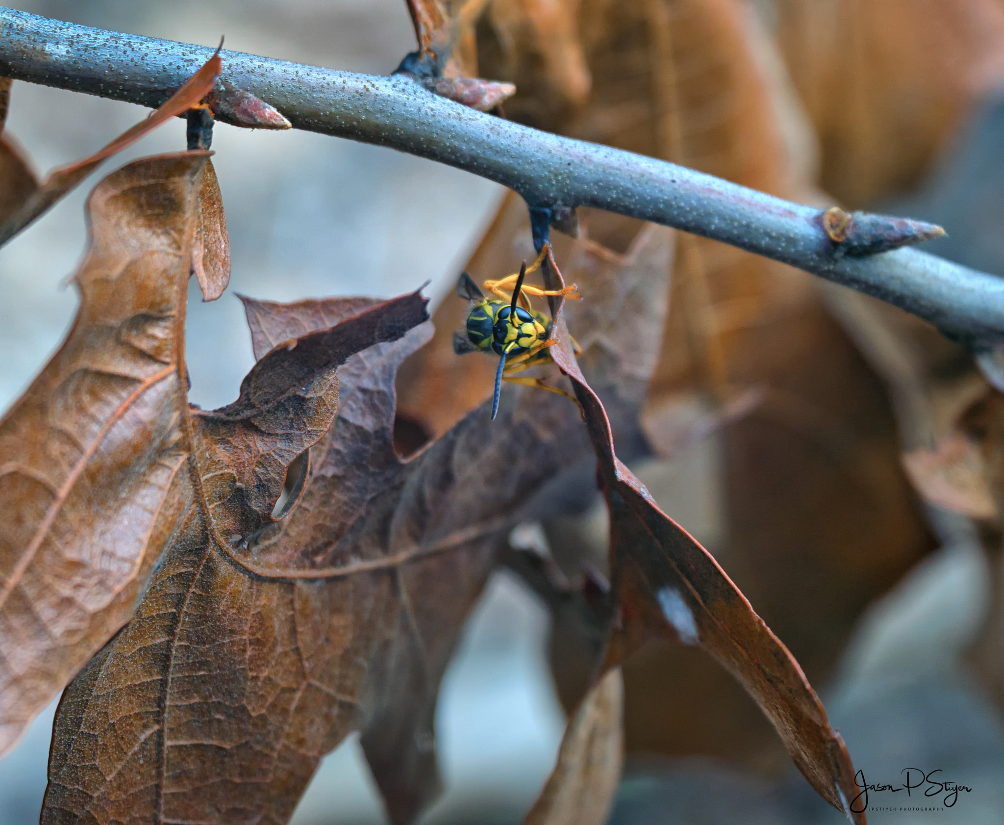 Sony E PZ 18-105mm F4 G OSS sample photo. One more move and i'll sting ya! photography
