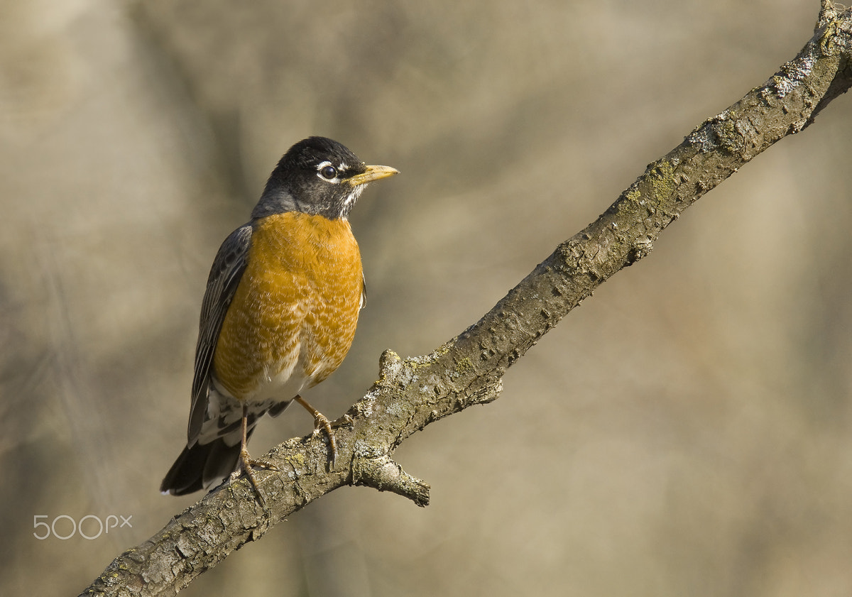 Sony Alpha DSLR-A700 + Minolta AF 400mm F4.5 HS-APO G sample photo. American robin photography