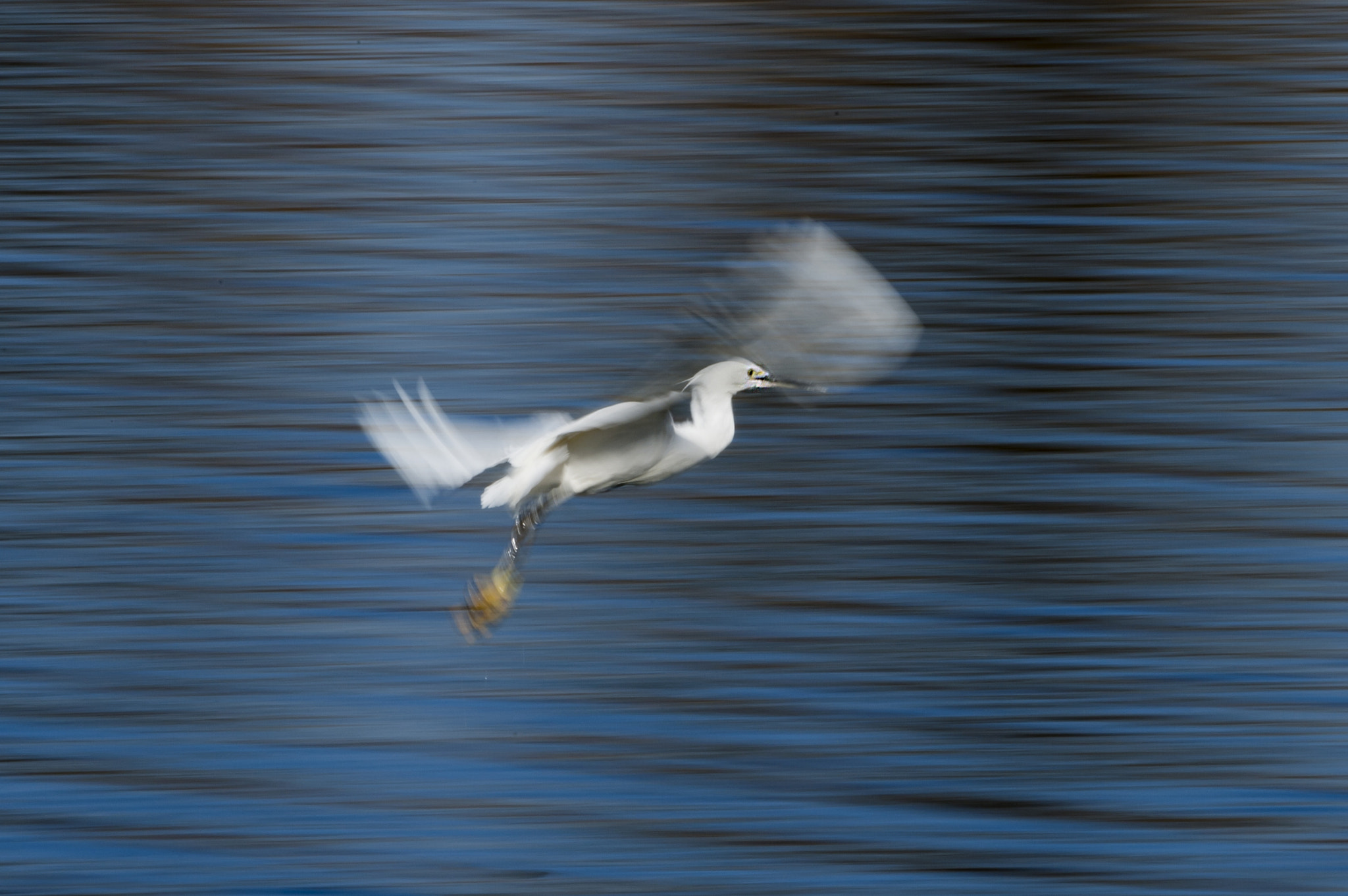 Nikon AF-S Nikkor 200-500mm F5.6E ED VR sample photo. Egret photography