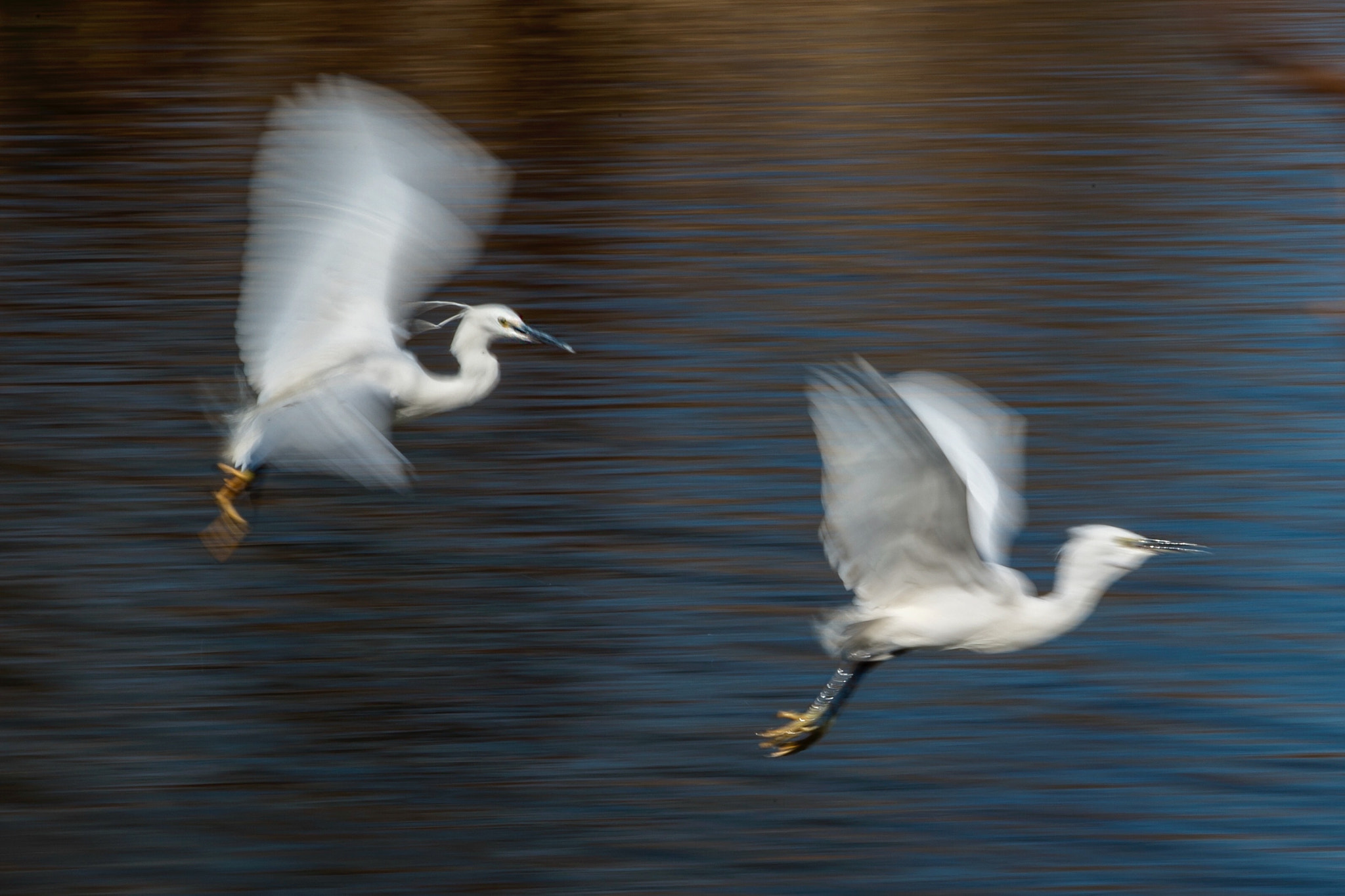 Nikon AF-S Nikkor 200-500mm F5.6E ED VR sample photo. Egret photography