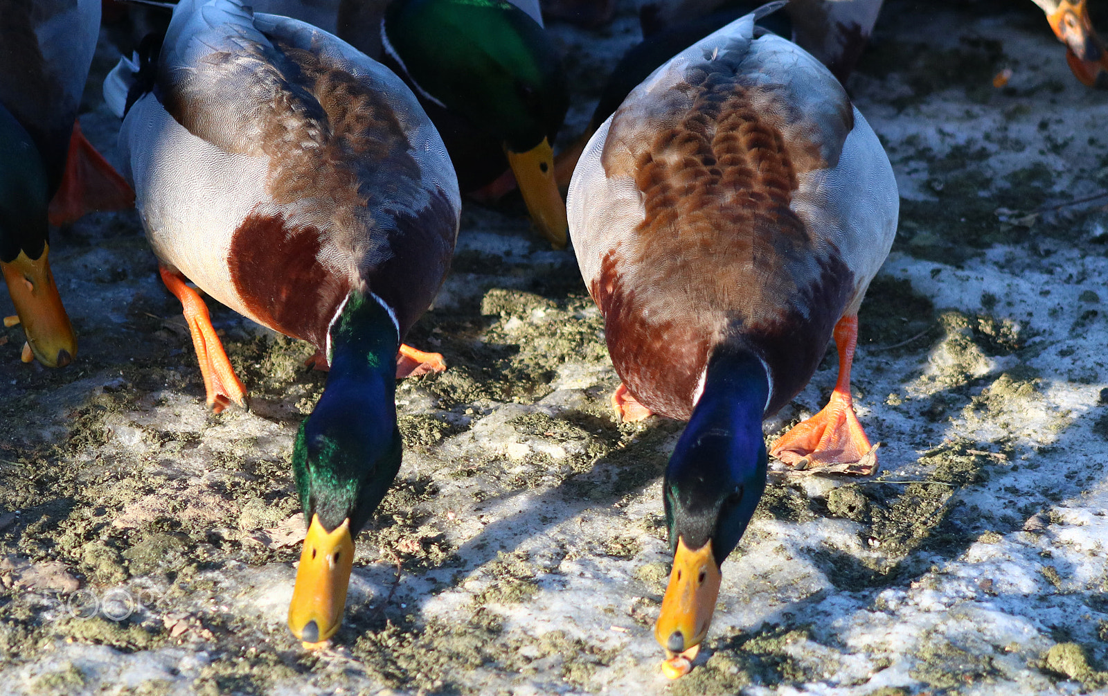 Canon EOS 760D (EOS Rebel T6s / EOS 8000D) sample photo. Canard colvert photography
