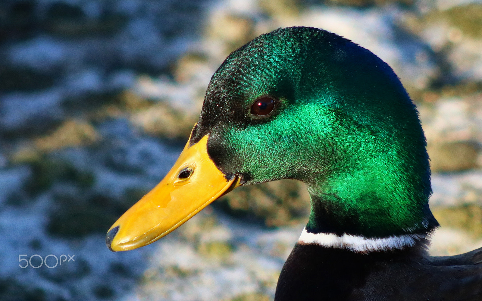 Canon EOS 760D (EOS Rebel T6s / EOS 8000D) sample photo. Canard colvert photography