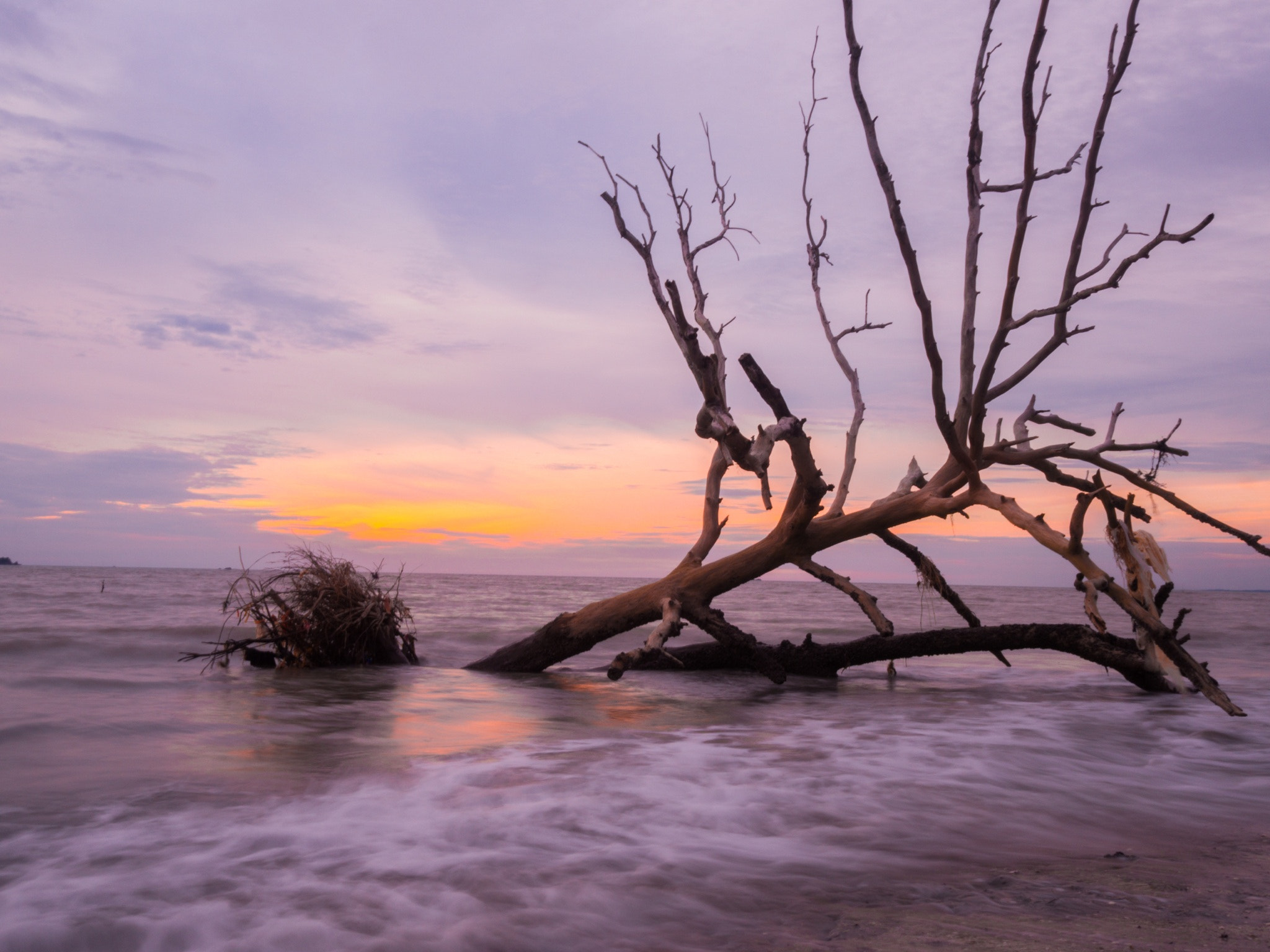 Olympus OM-D E-M10 + Olympus M.Zuiko Digital 17mm F1.8 sample photo. Dead and abadoned tree by the sea photography