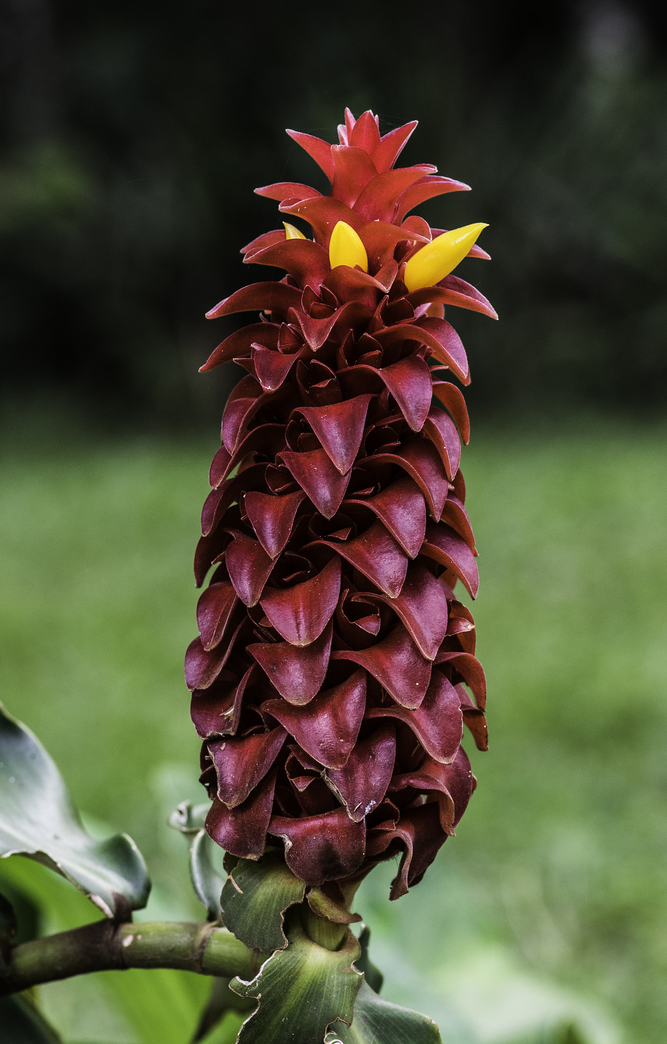 Tokina AT-X Pro 100mm F2.8 Macro sample photo. Costus barbatus photography