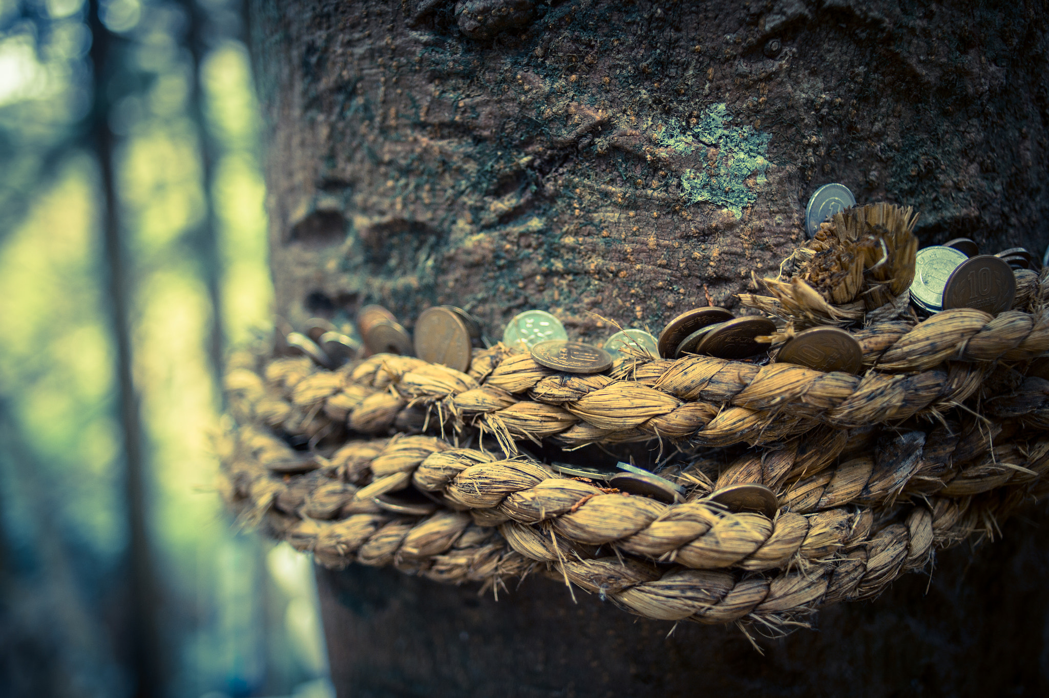 Nikon Df sample photo. Wish photography