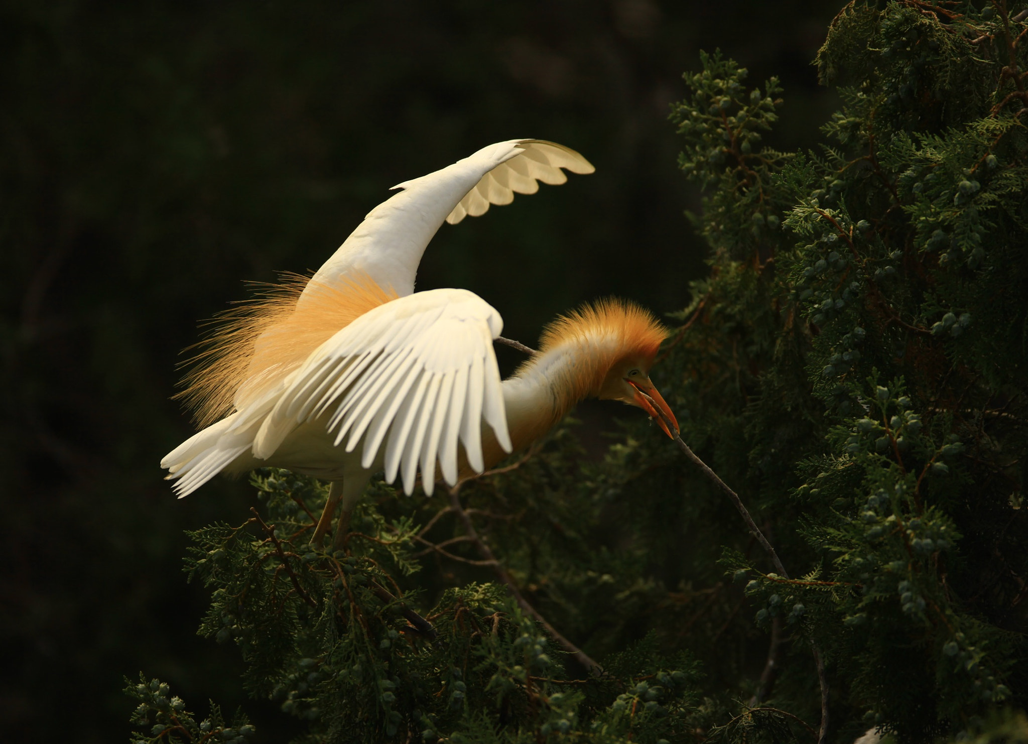 Canon EF 600mm f/4L IS sample photo