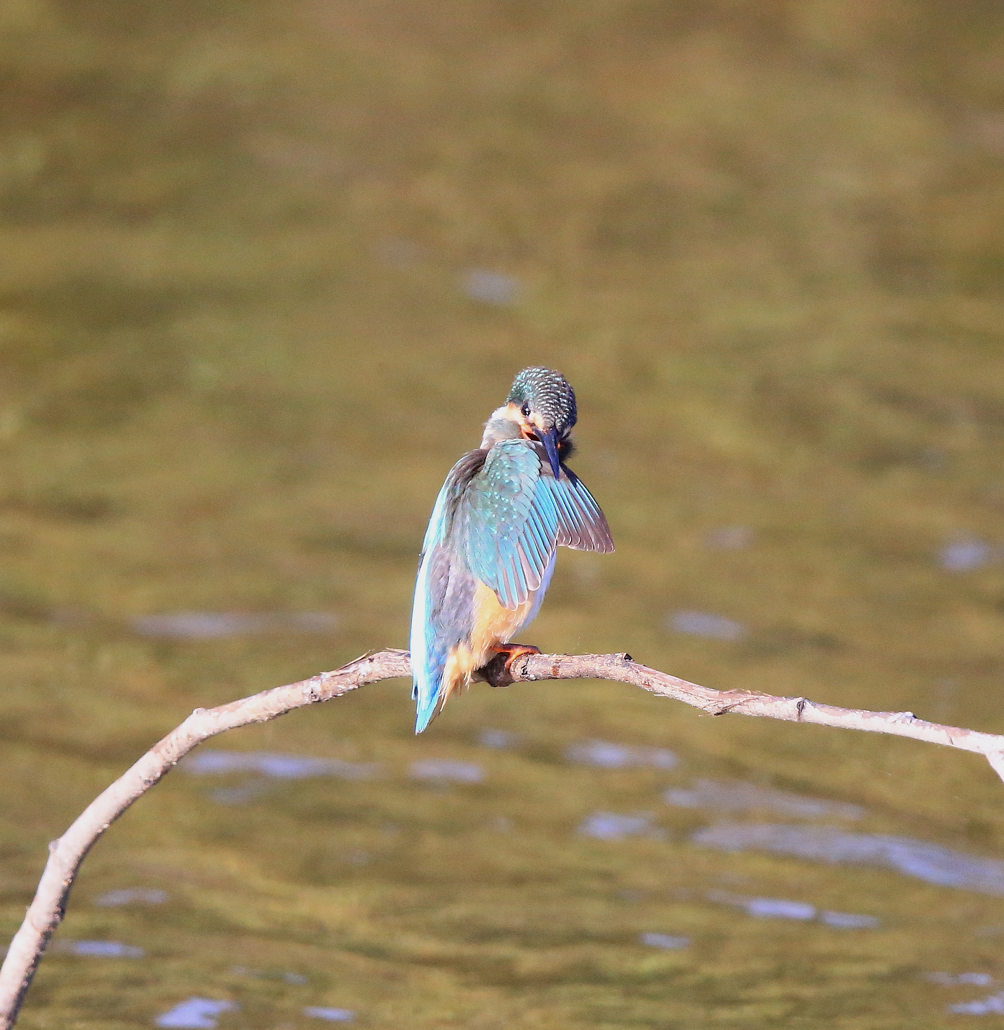 Canon EOS-1D X + Canon EF 600mm F4L IS II USM sample photo. 829 photography