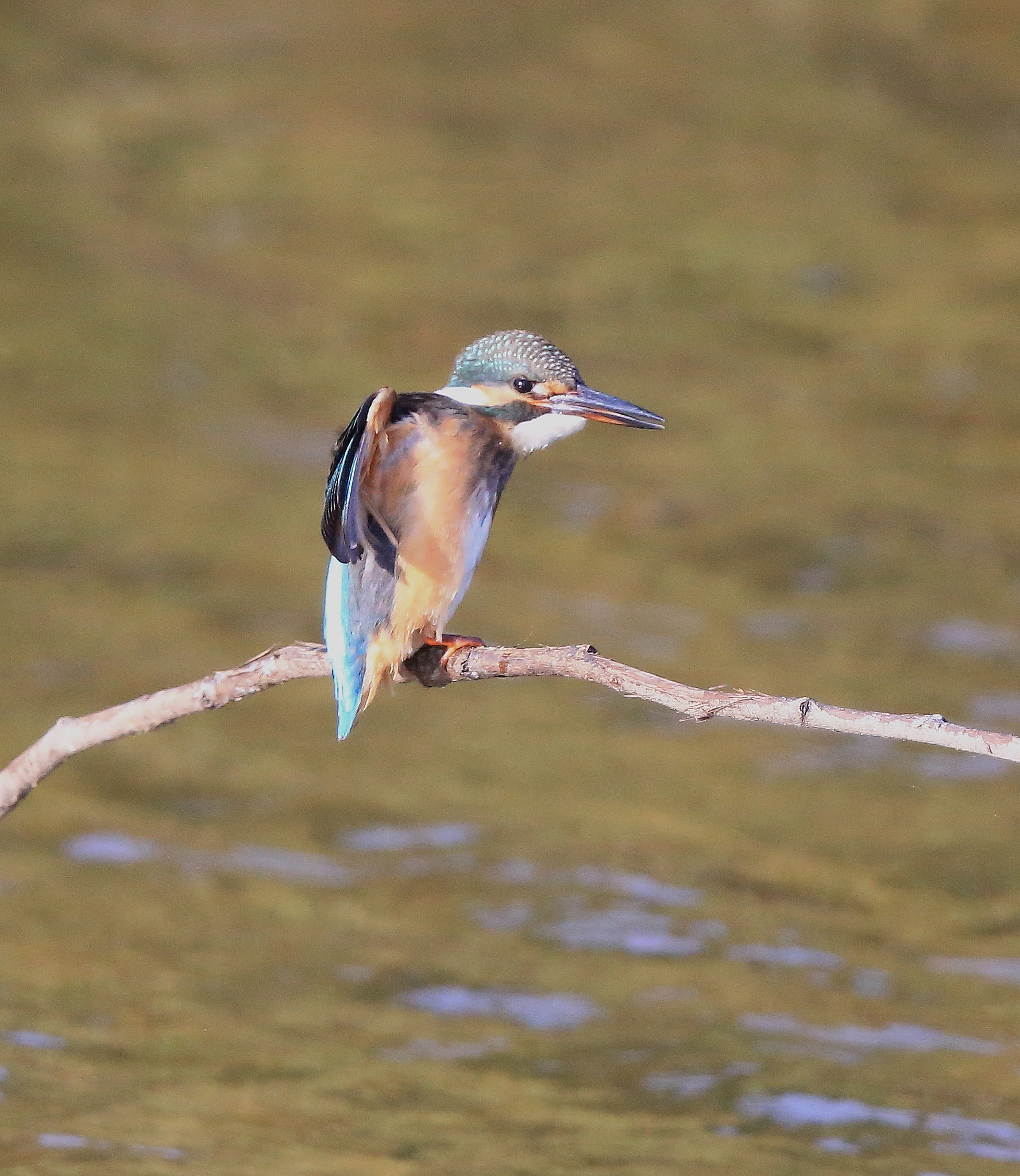 Canon EF 600mm F4L IS II USM sample photo. 830 photography