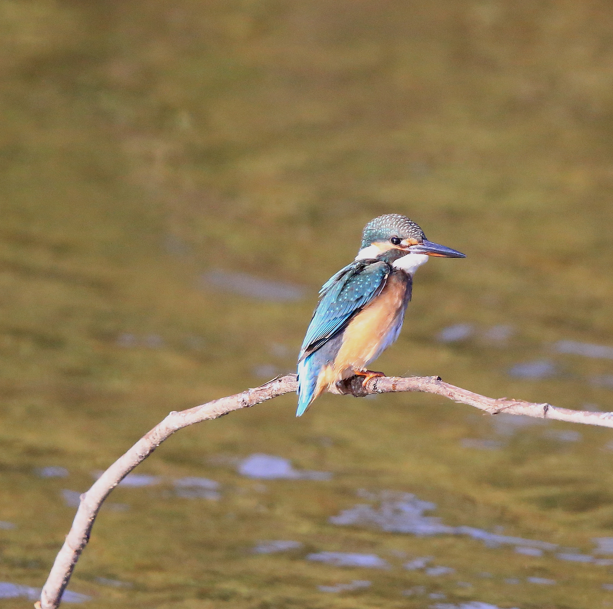 Canon EOS-1D X + Canon EF 600mm F4L IS II USM sample photo. 831 photography