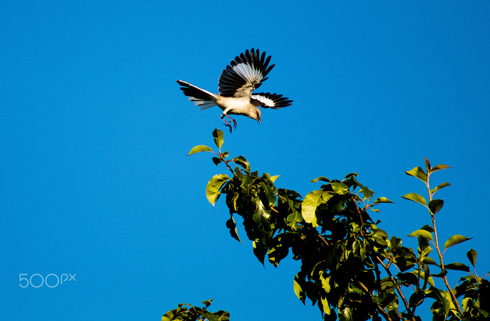 EF75-300mm f/4-5.6 sample photo. Mocking bird photography