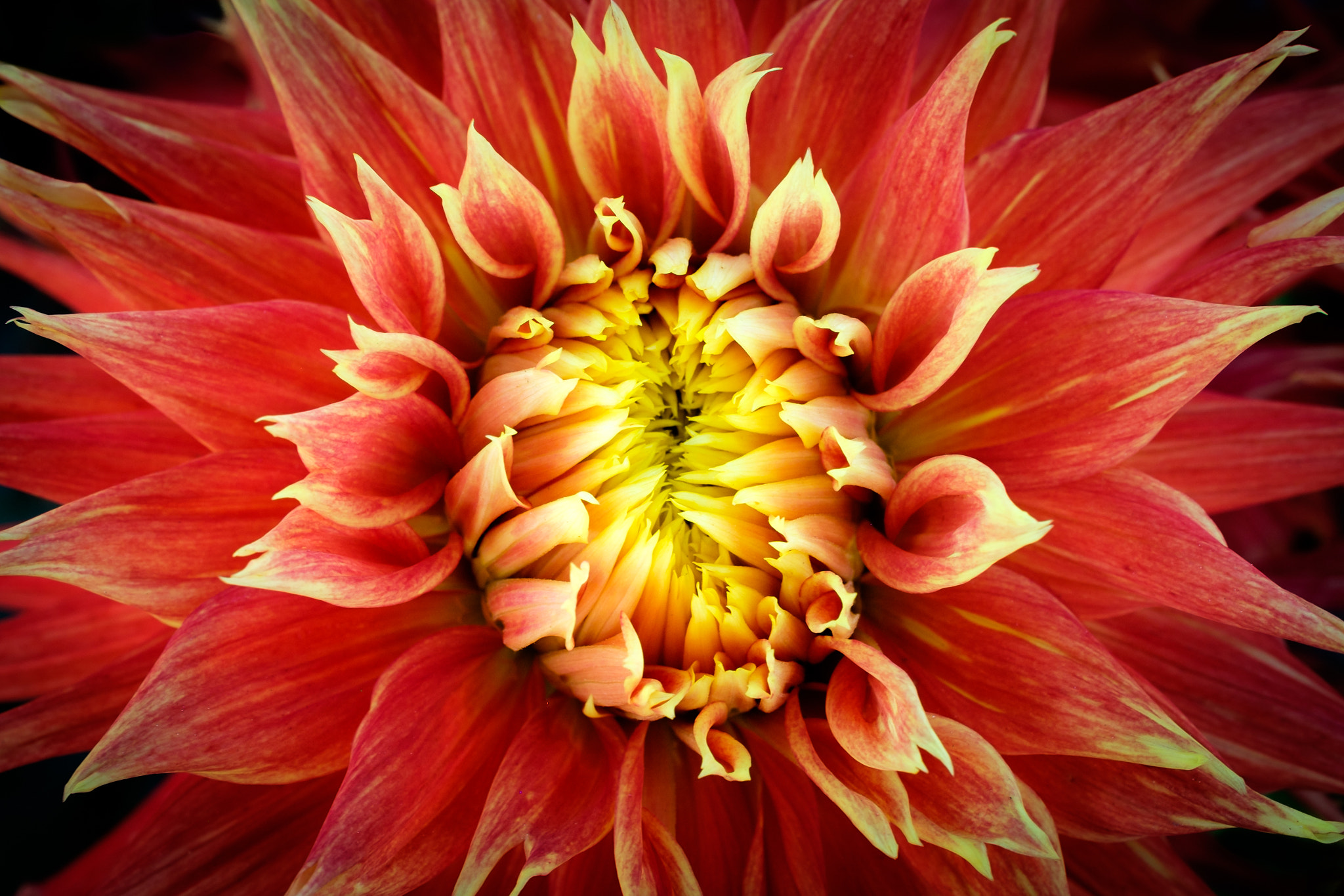 Fujifilm X-E2 + Fujifilm XF 60mm F2.4 R Macro sample photo. Dazzling dahlia photography