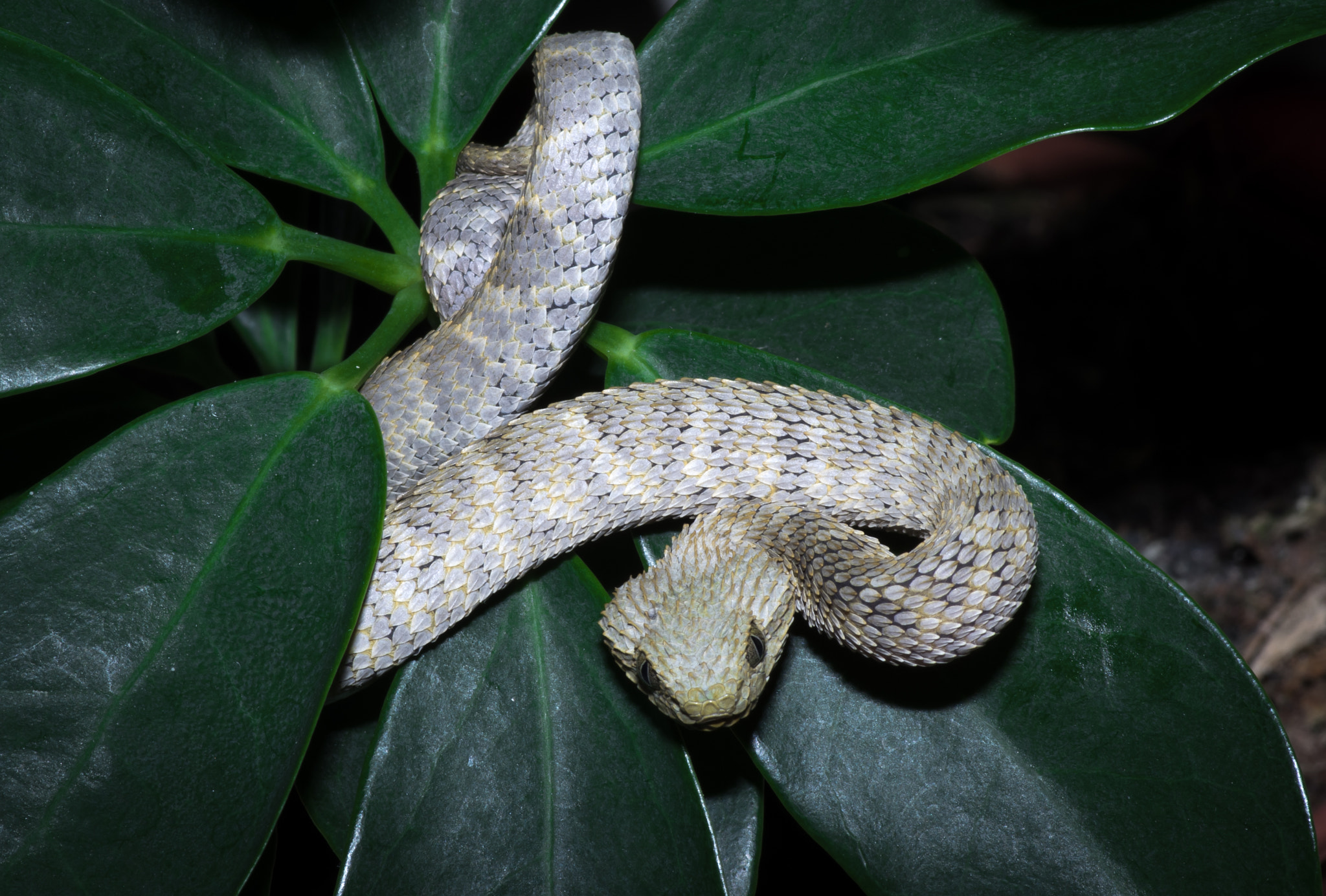 Pentax smc D-FA 100mm F2.8 Macro WR sample photo. Atheris squamigera photography