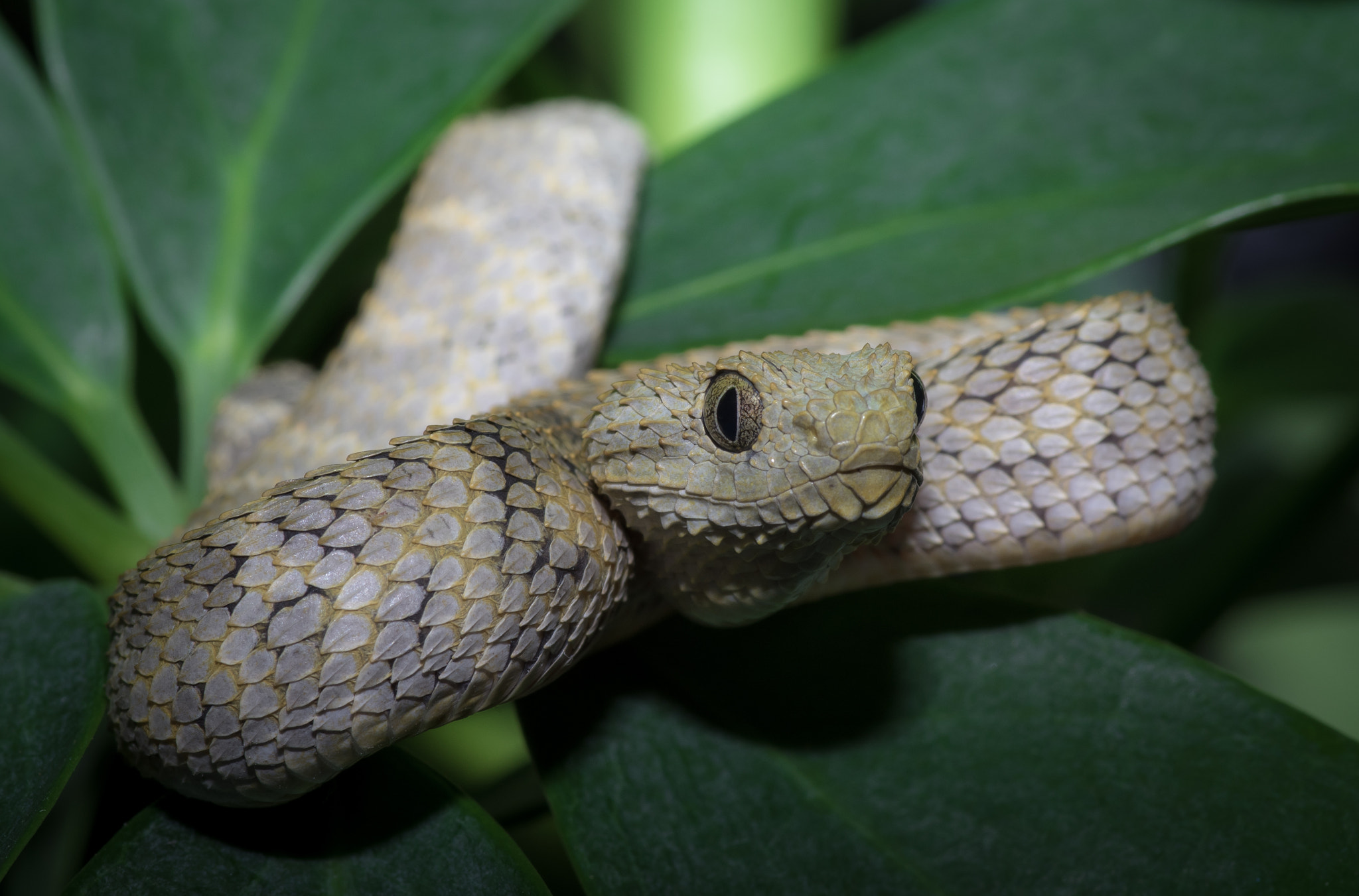 Pentax smc D-FA 100mm F2.8 Macro WR sample photo. Atheris squamigera photography