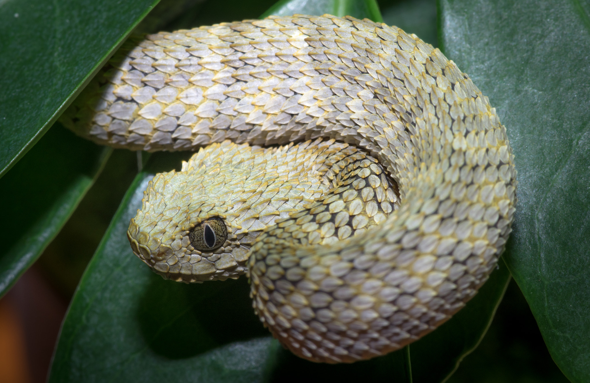 Pentax smc D-FA 100mm F2.8 Macro WR sample photo. Atheris squamigera photography